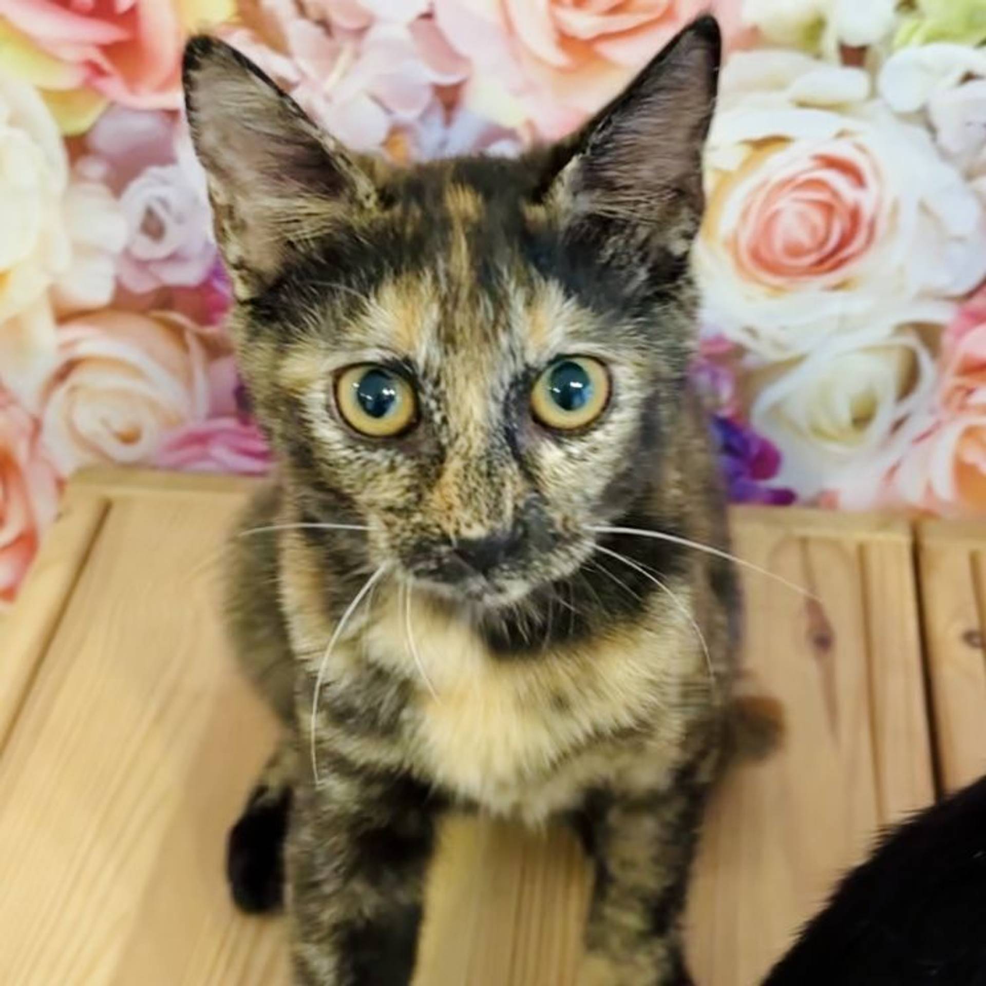 雑種（ミックス猫）・メスの里親募集の写真