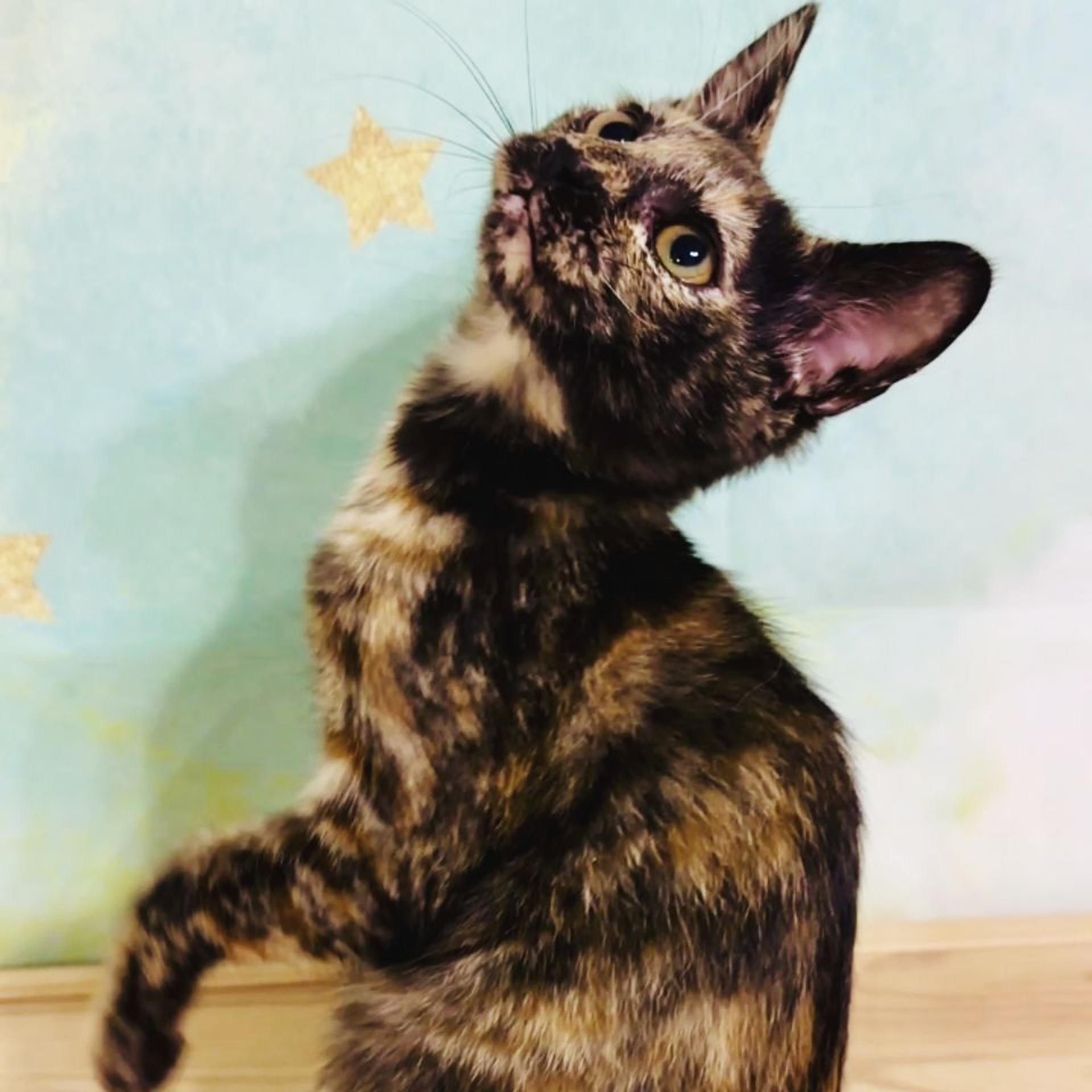 pet-image-5