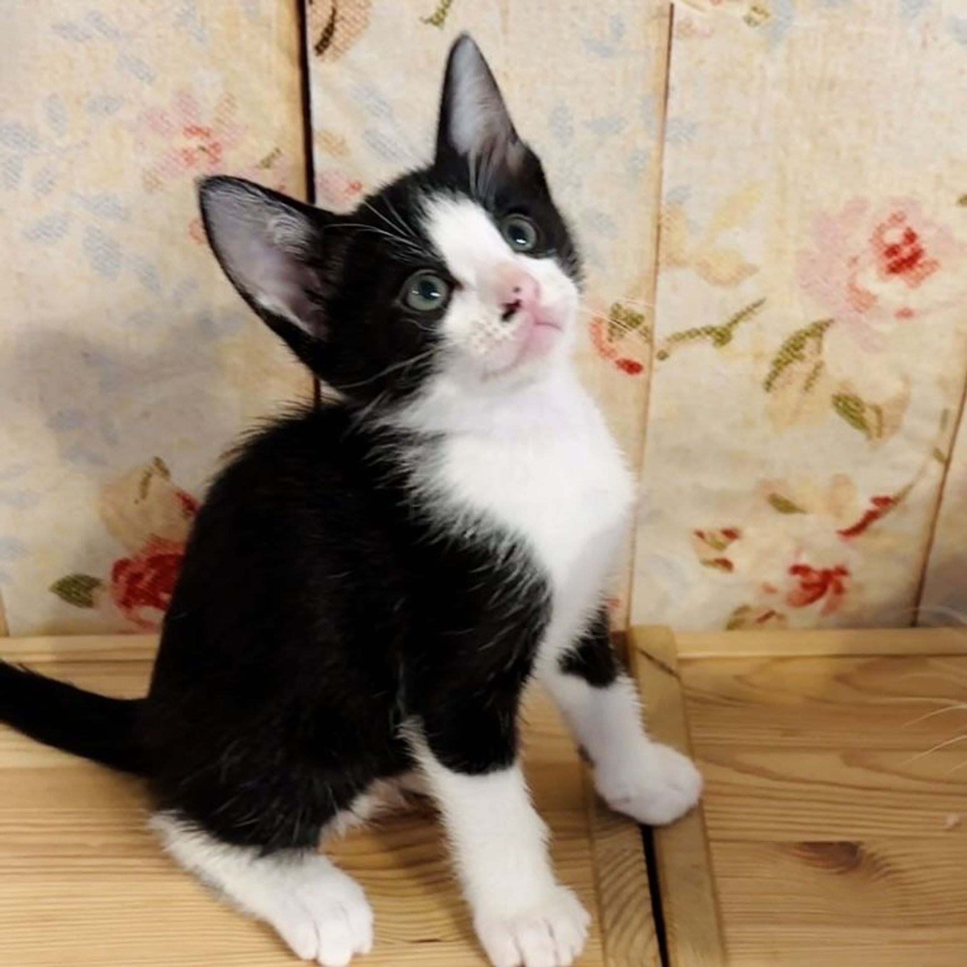 雑種（ミックス猫）・オスの里親募集の写真