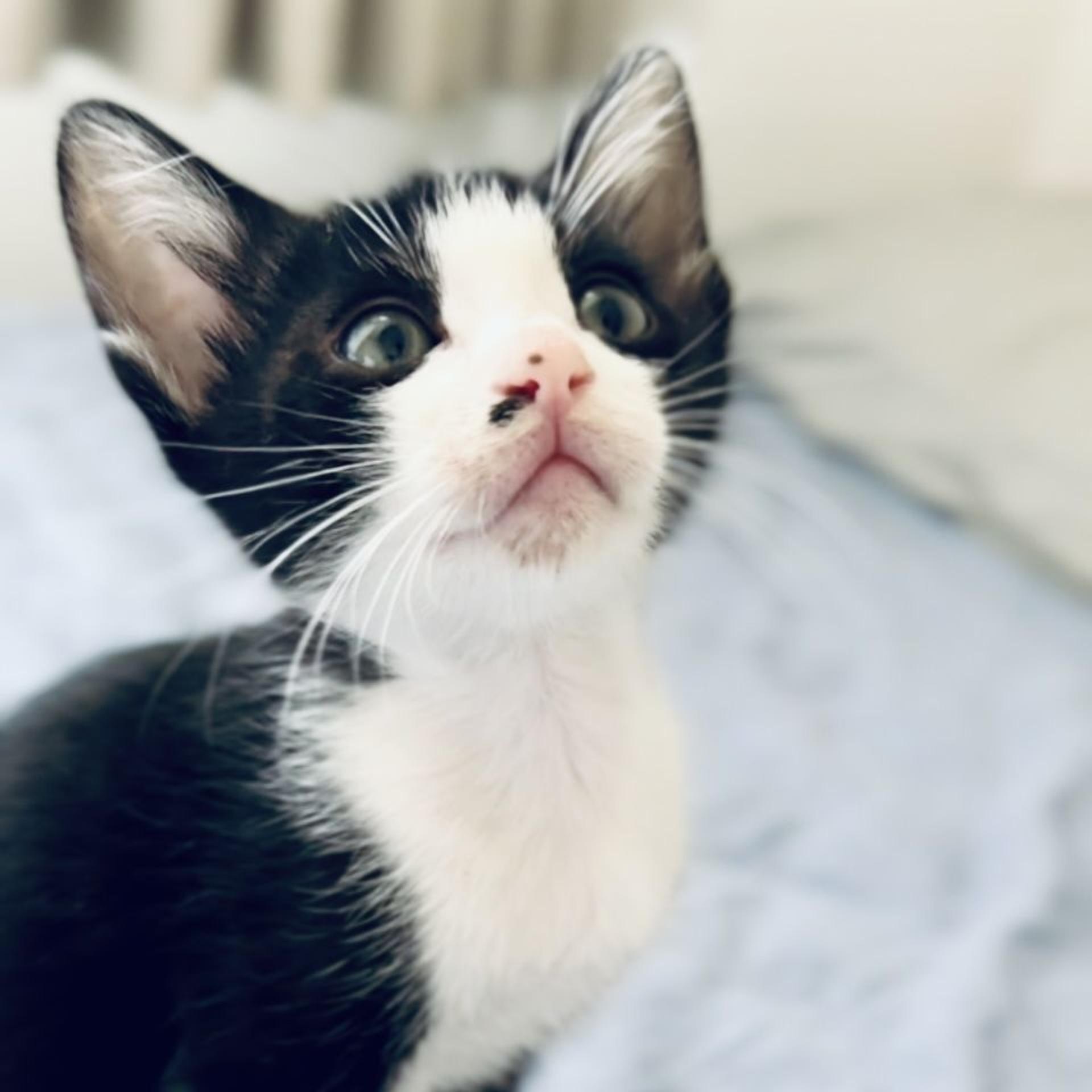 pet-image-3