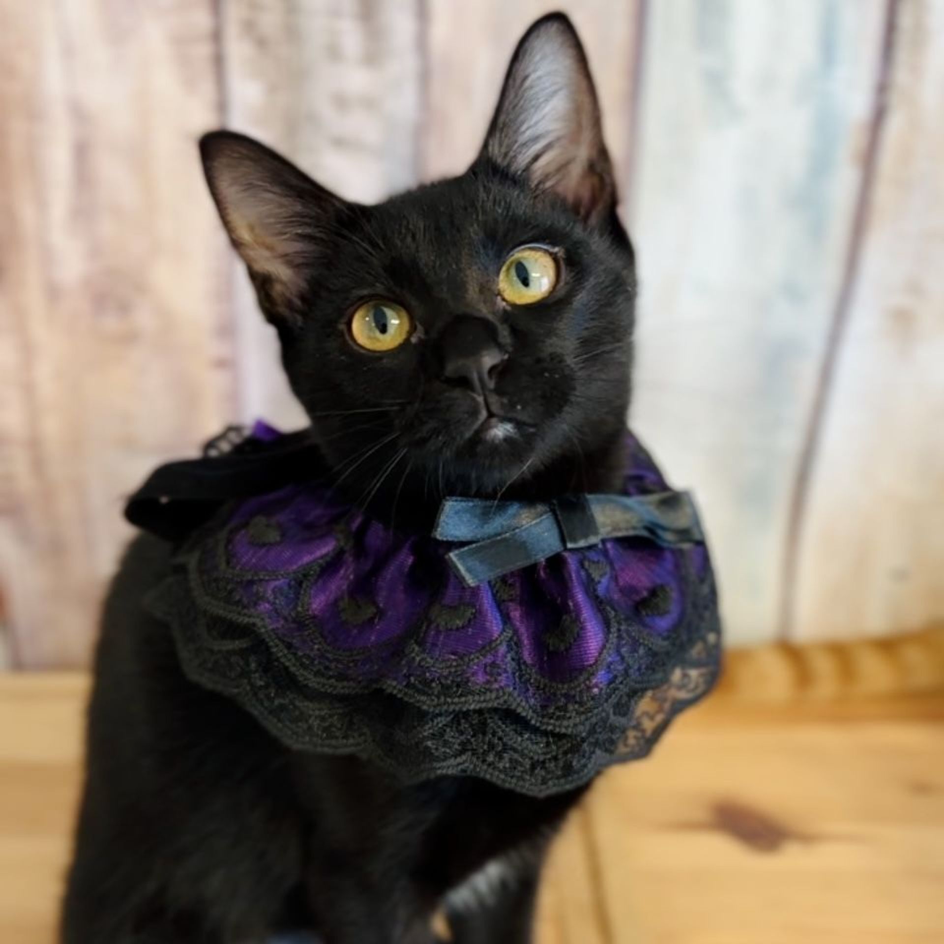 雑種（ミックス猫）・メスの里親募集の写真