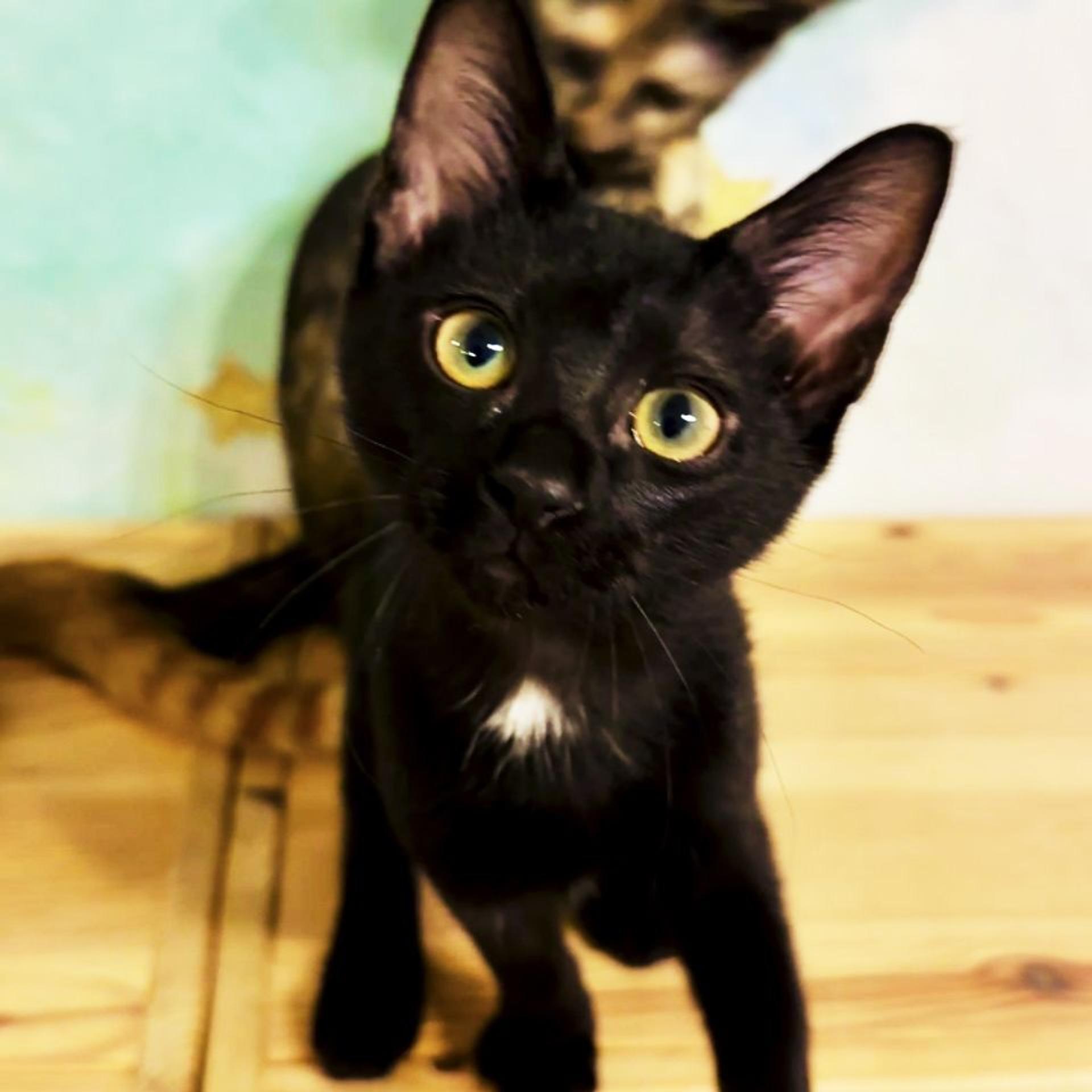 pet-image-9