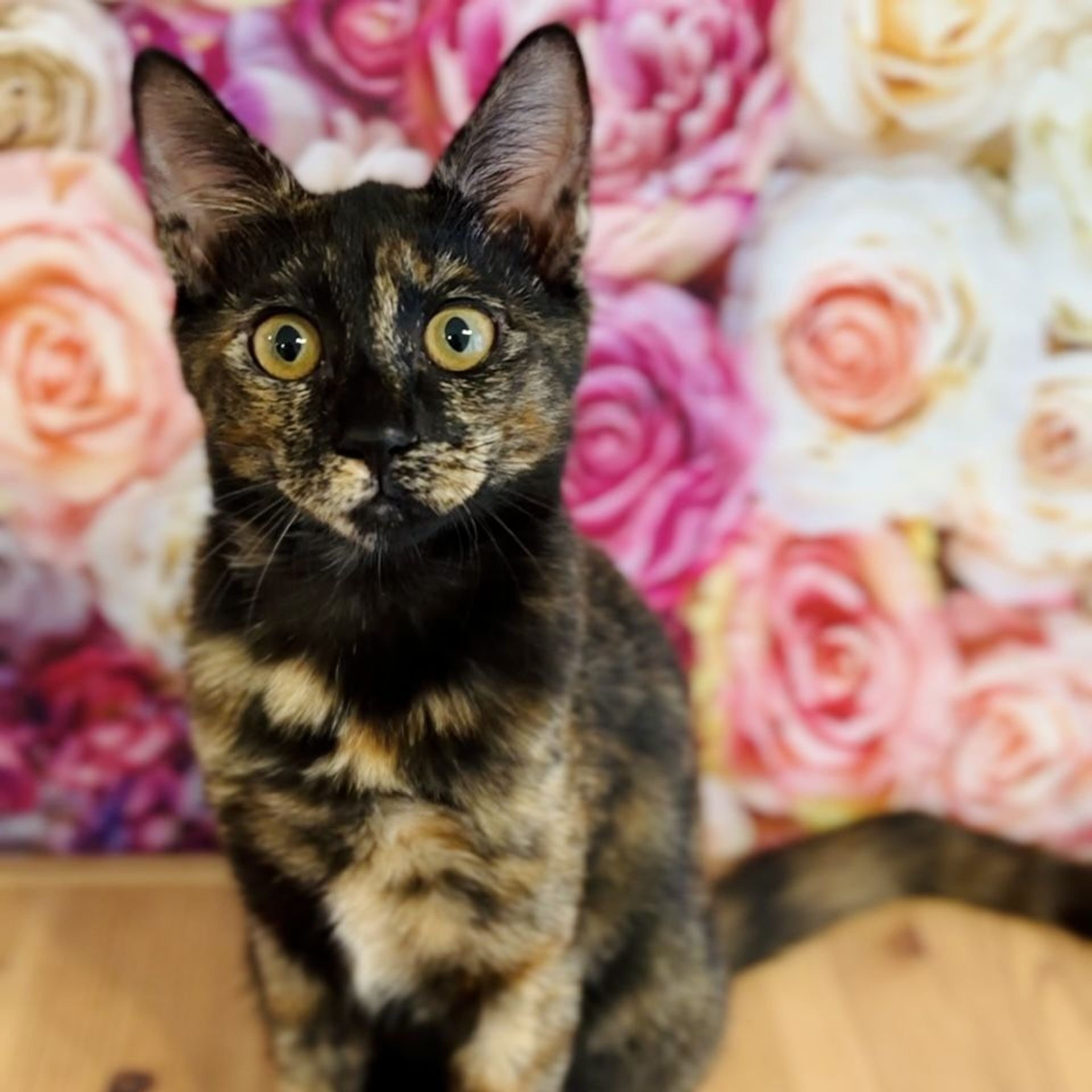 雑種（ミックス猫）・メスの里親募集の写真