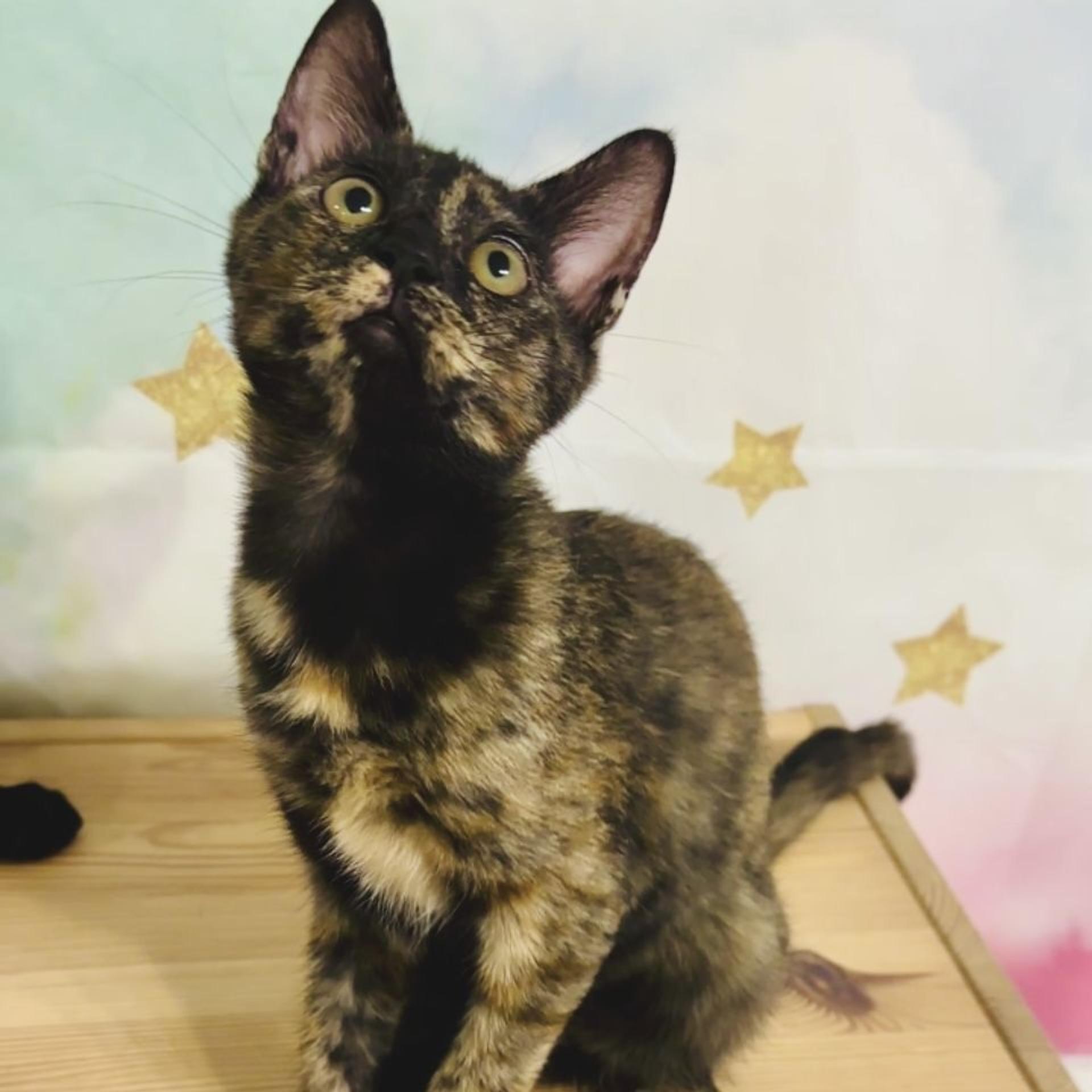pet-image-9