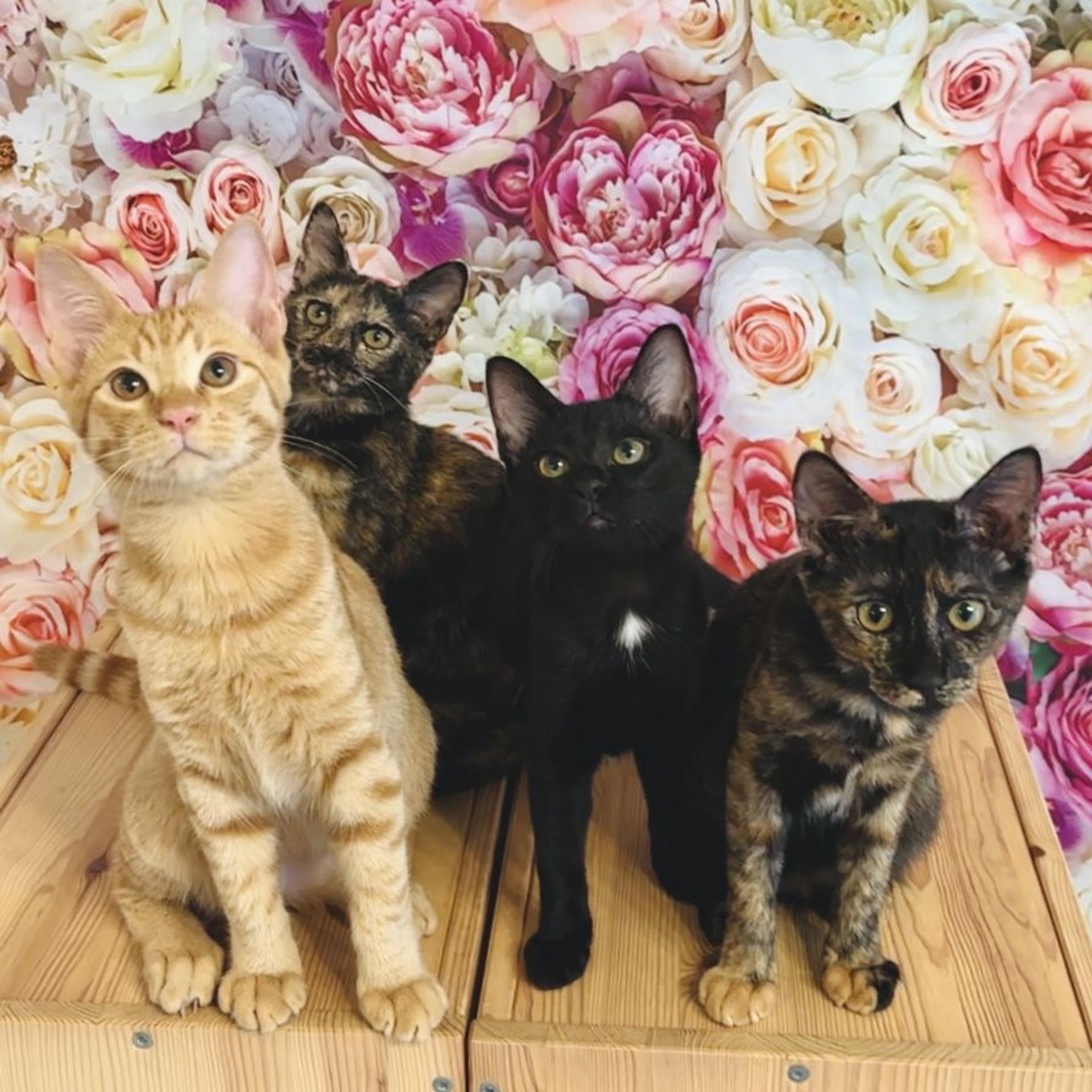 pet-image-6