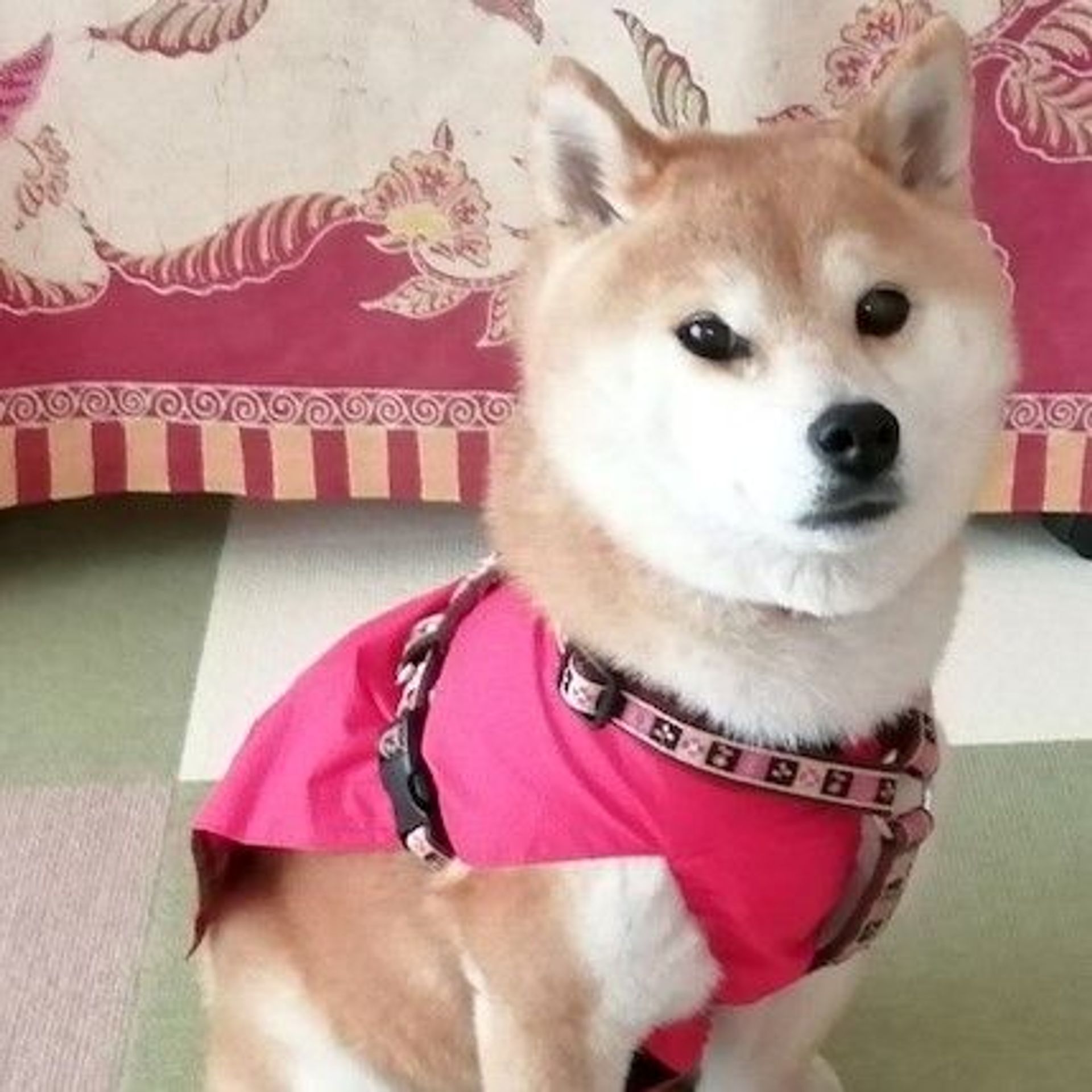 柴犬・メスの里親募集の写真