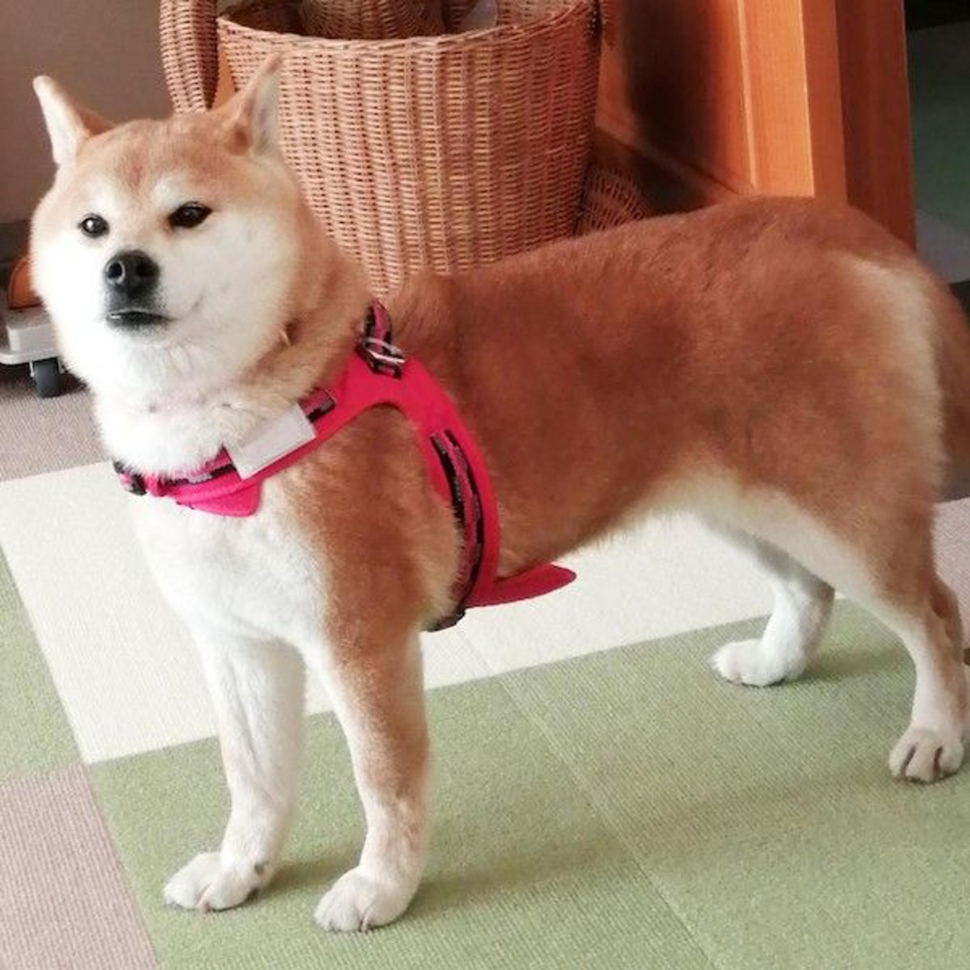 pet-image-2