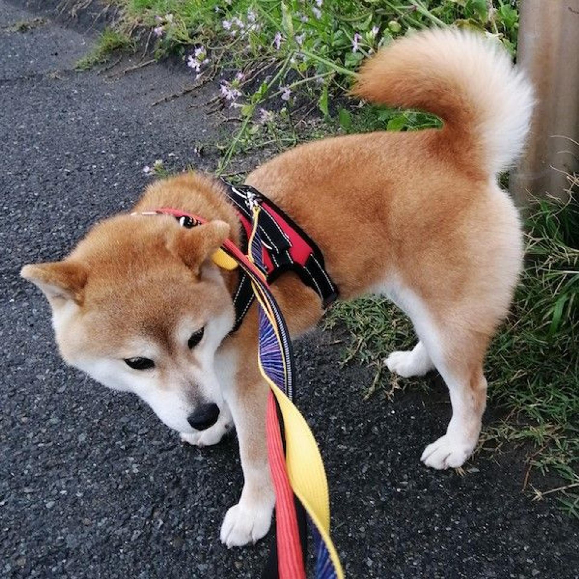 pet-image-4