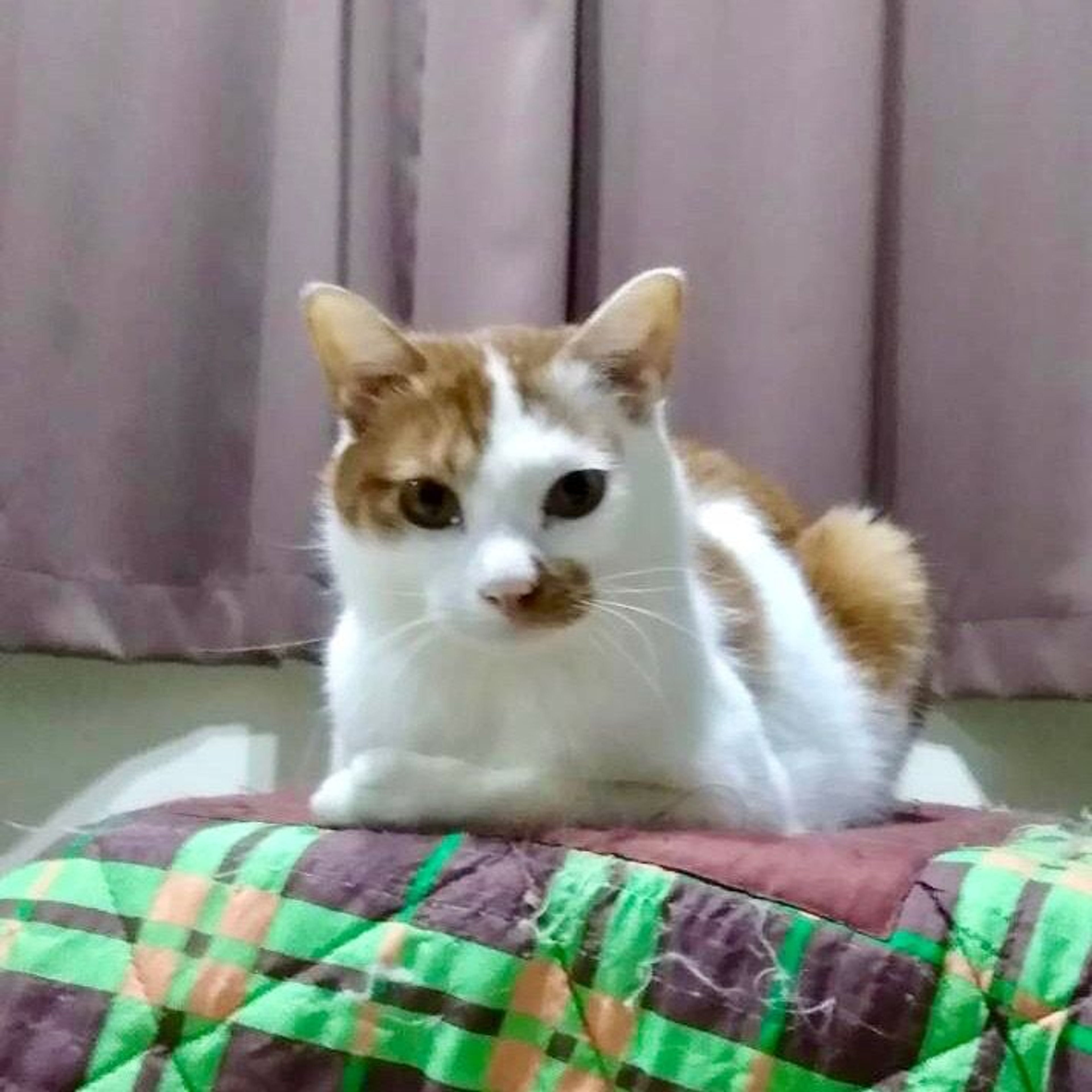 雑種（ミックス猫）・オスの里親募集の写真
