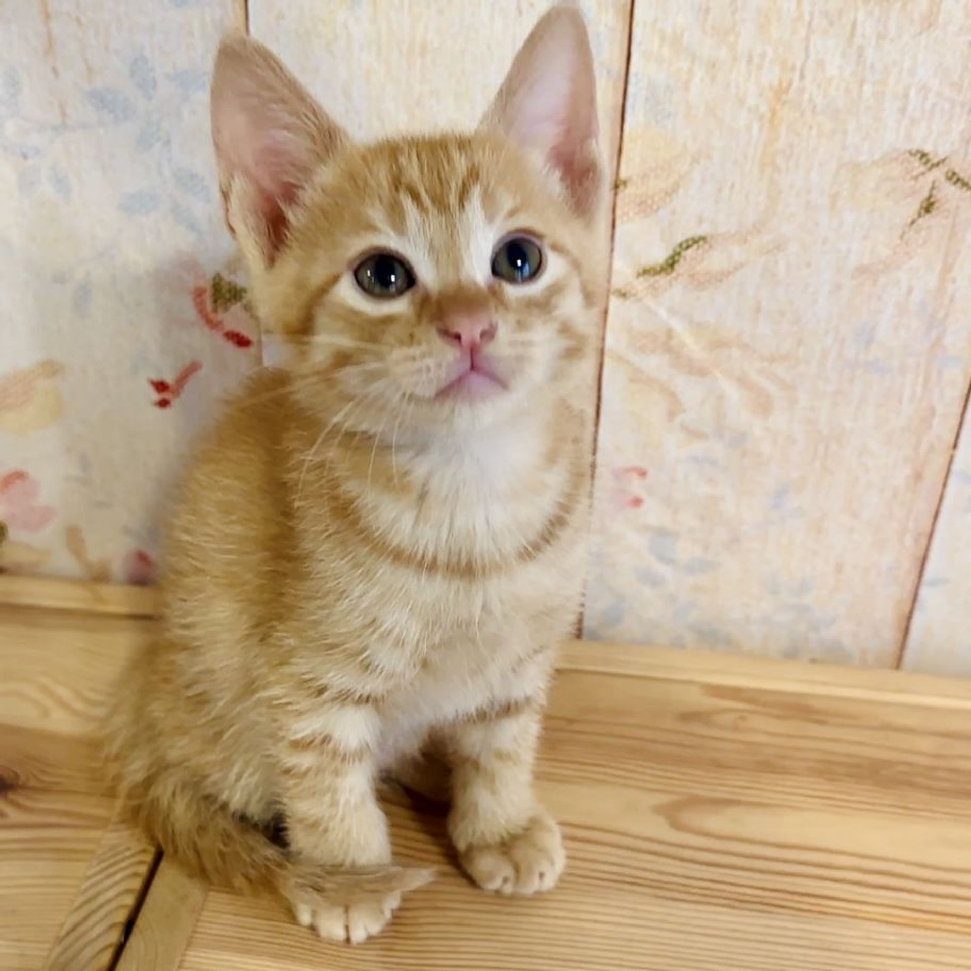 雑種（ミックス猫）・オスの里親募集の写真