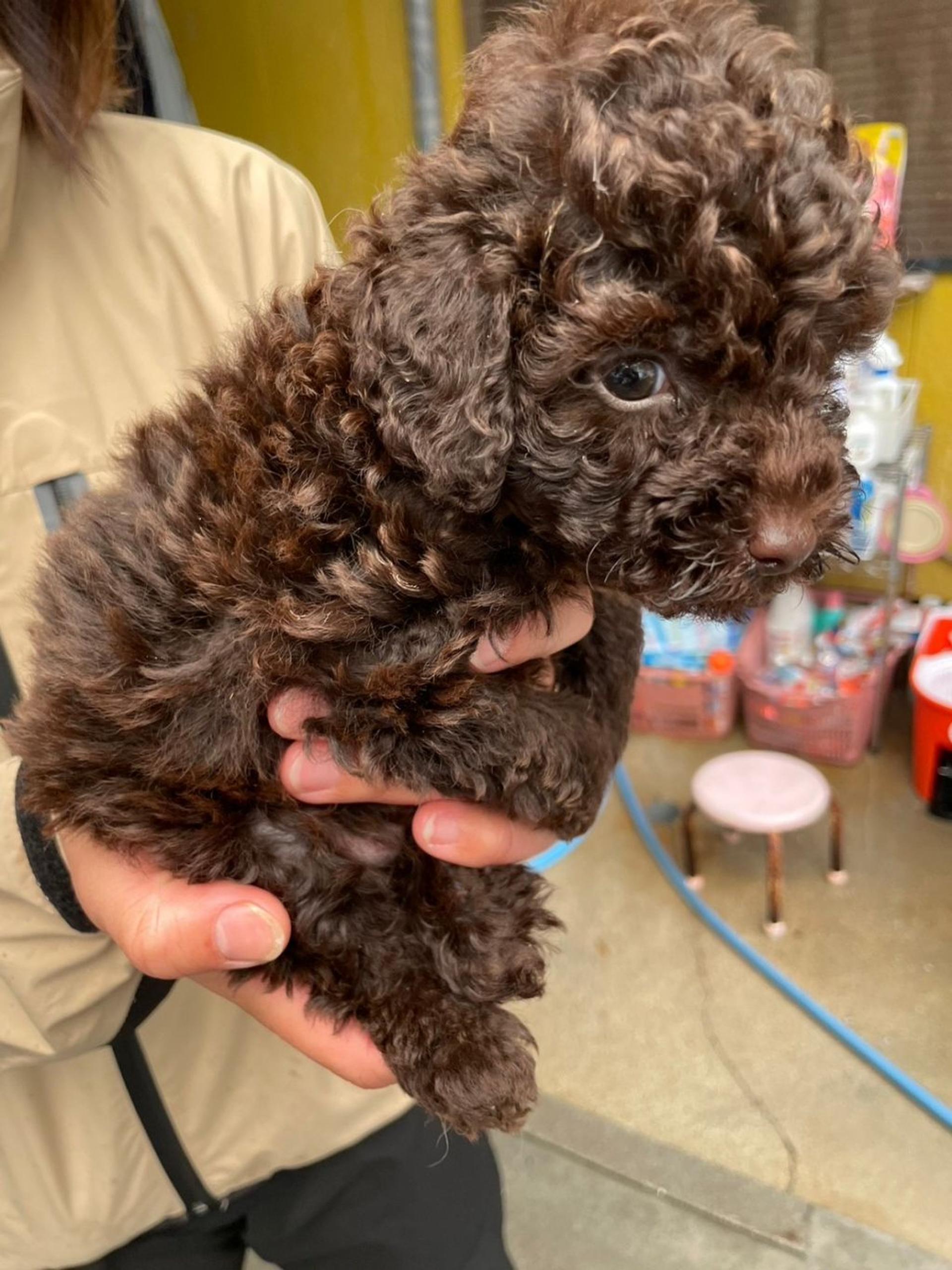 pet-image-4