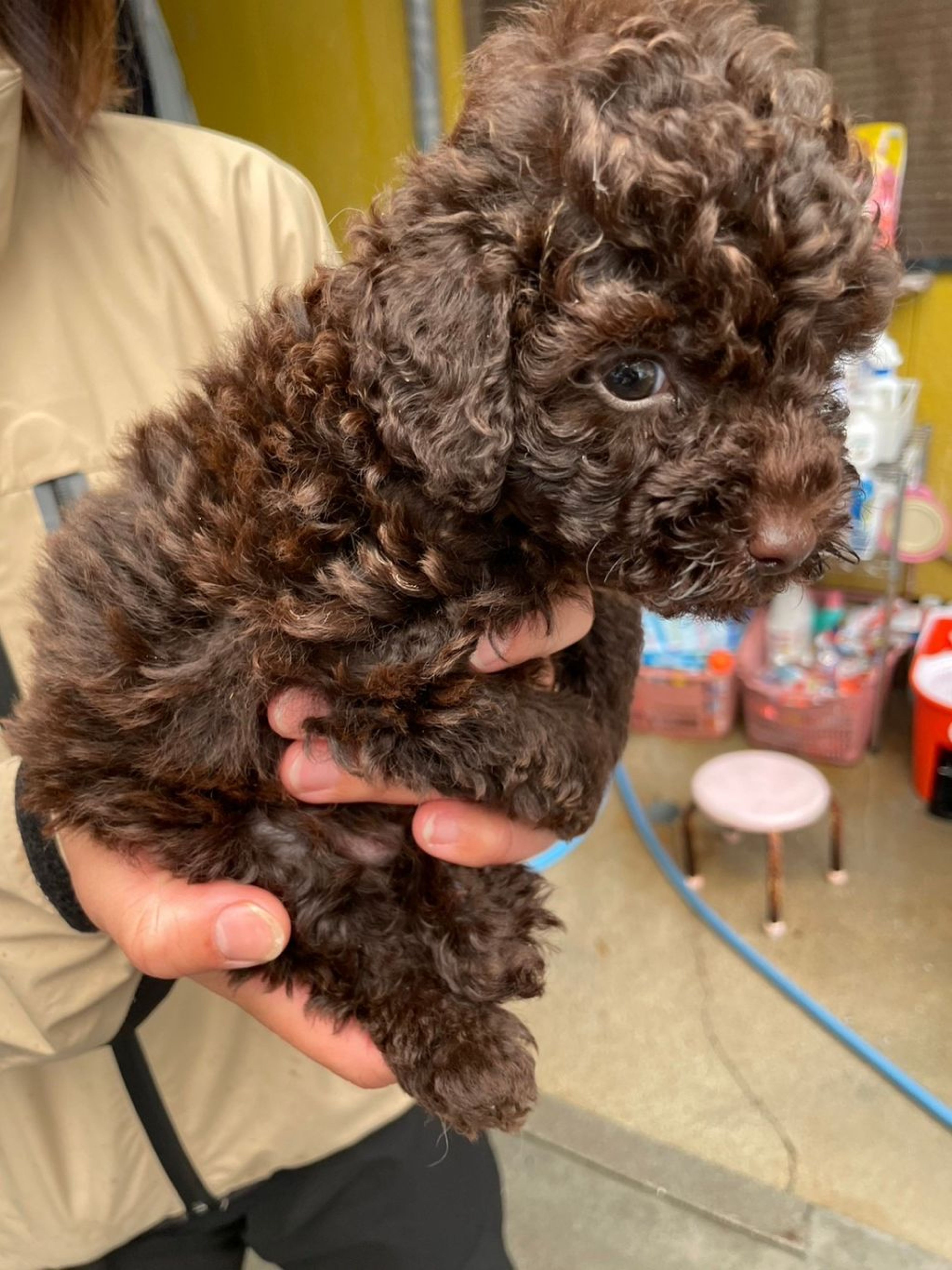 pet-image-4