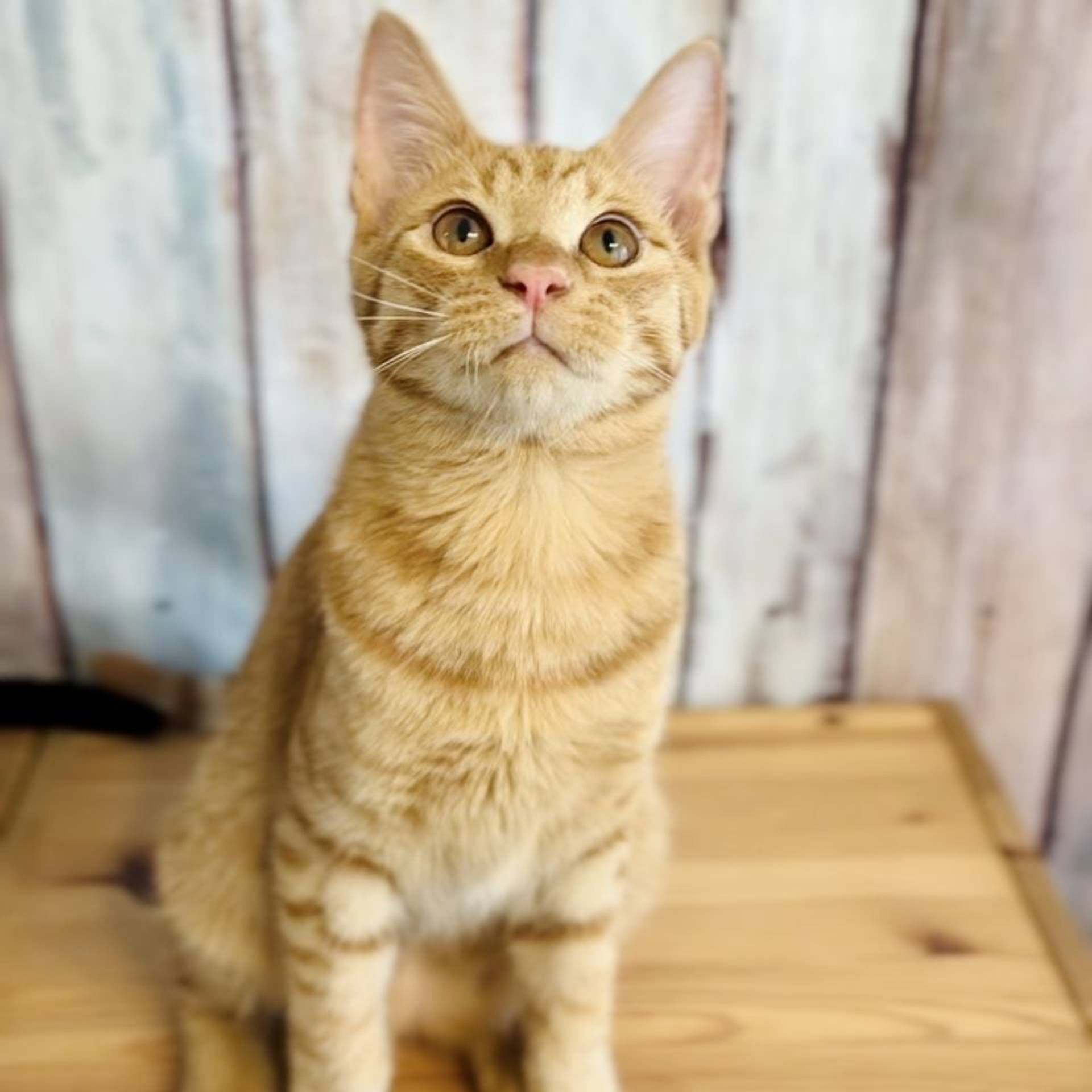 雑種（ミックス猫）・オスの里親募集の写真