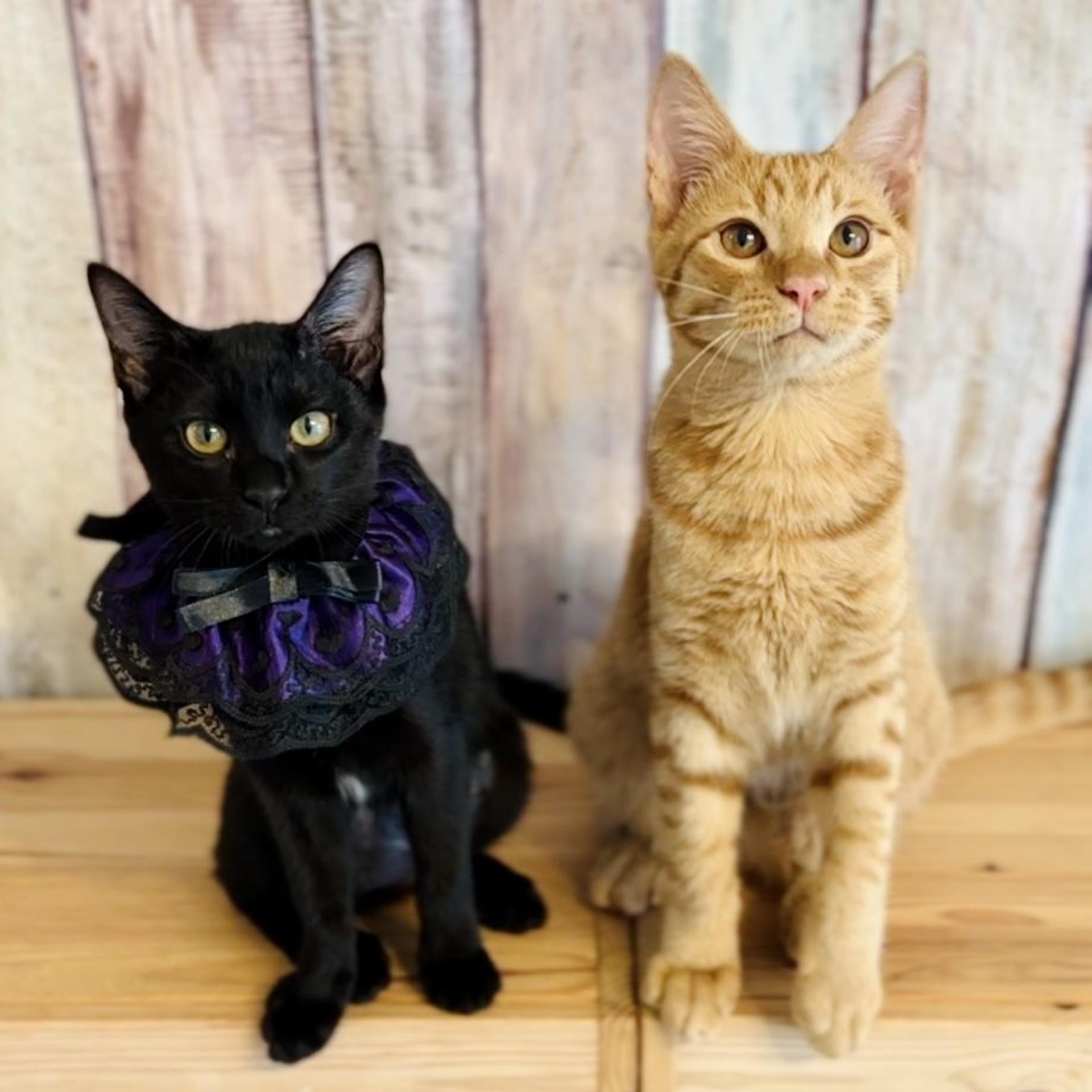 pet-image-3