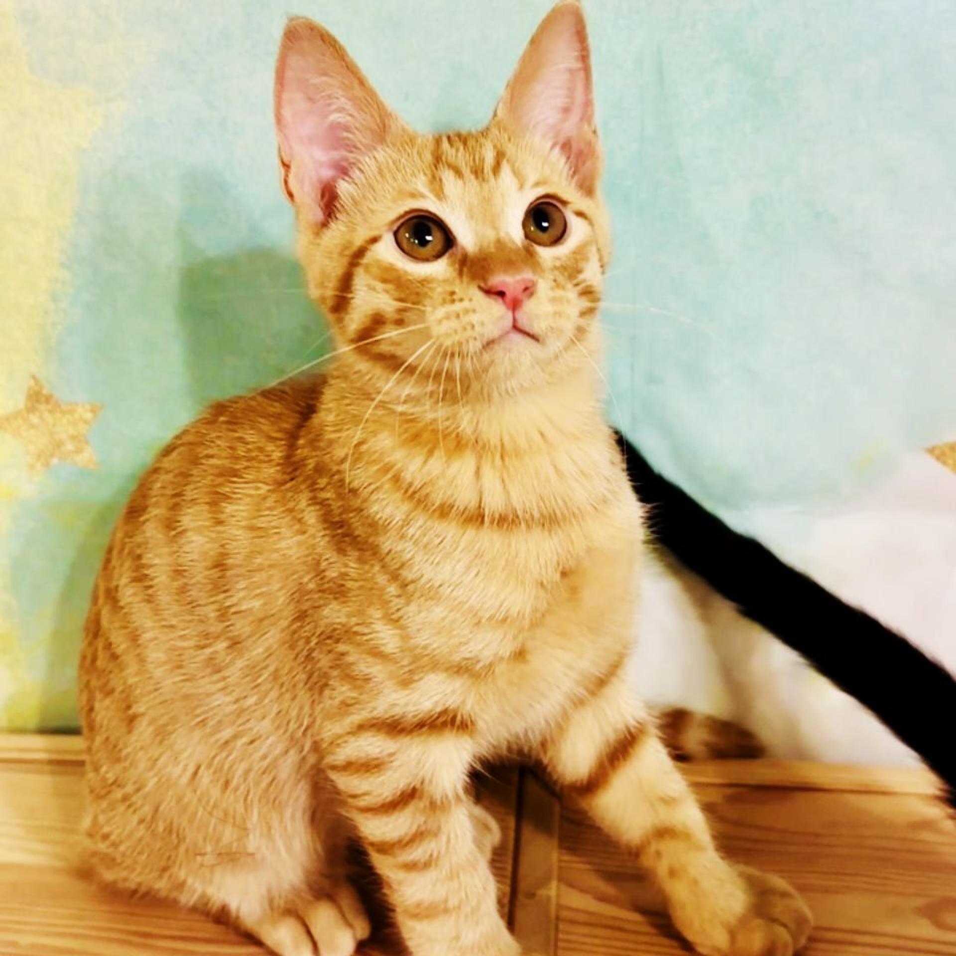 pet-image-6