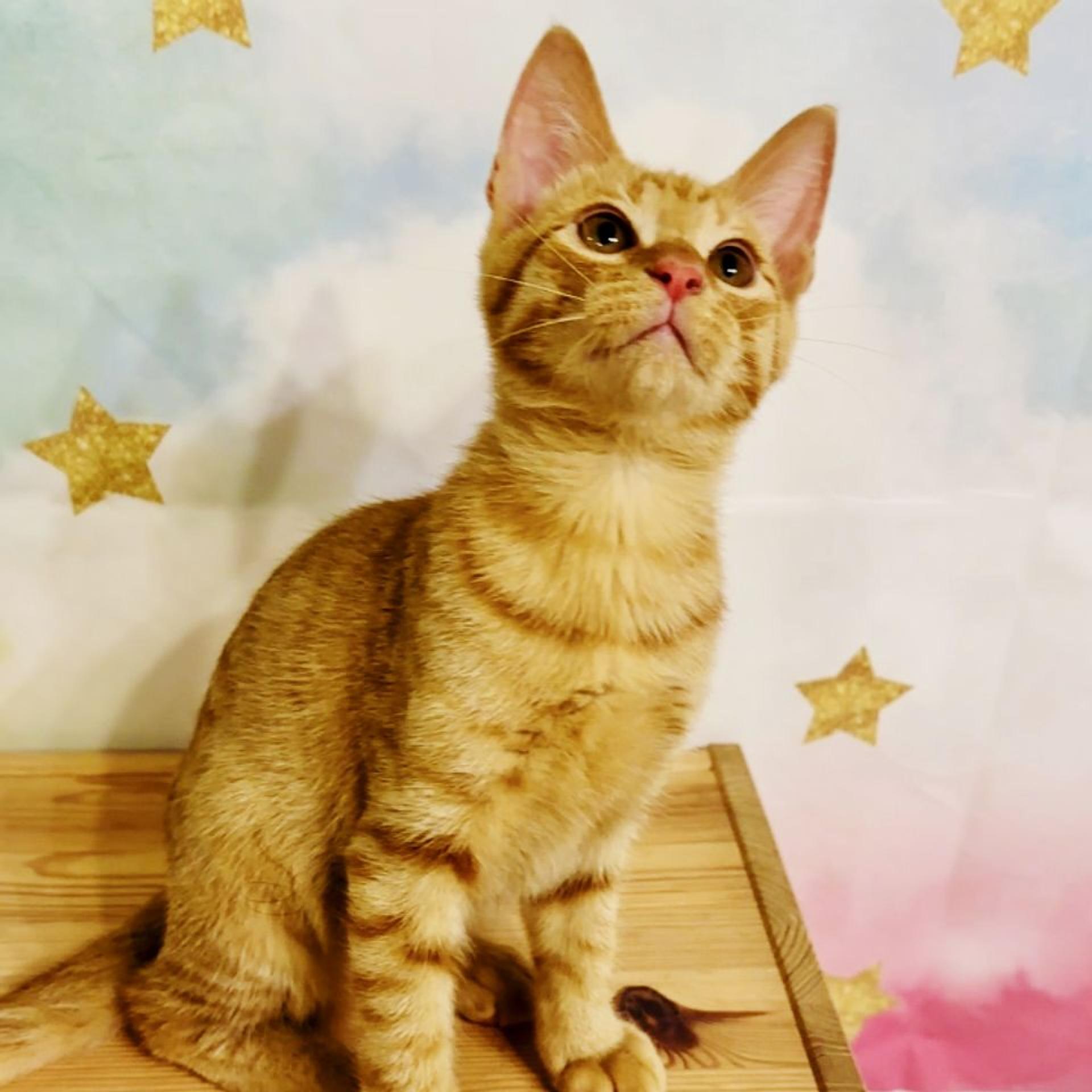 pet-image-8