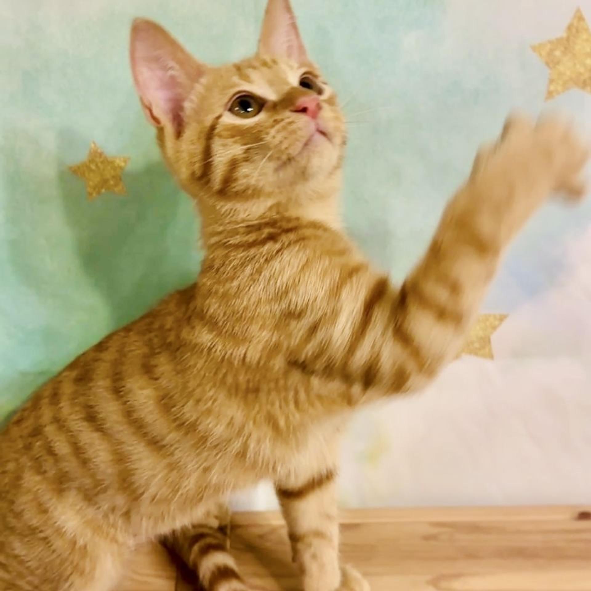 pet-image-9