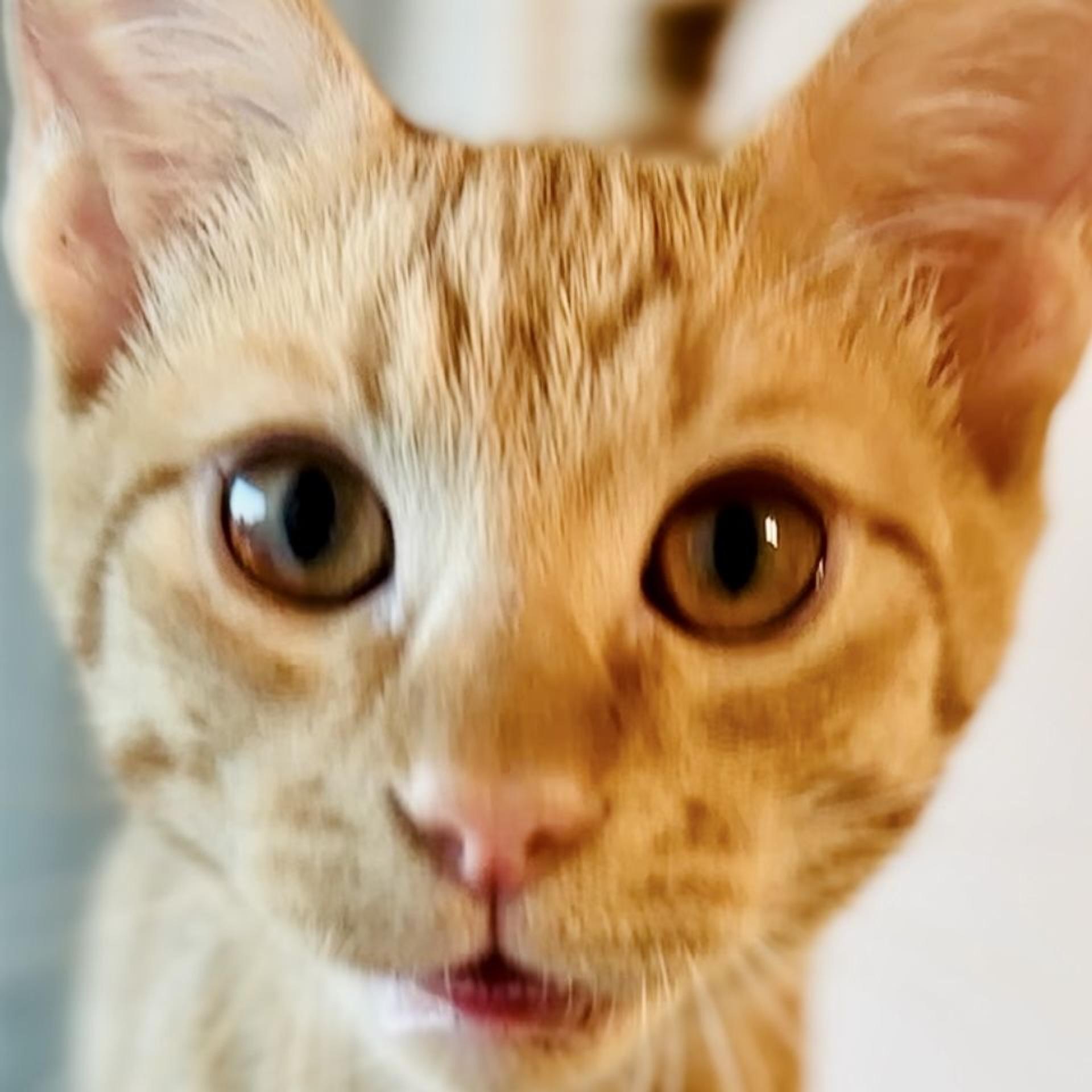 pet-image-10