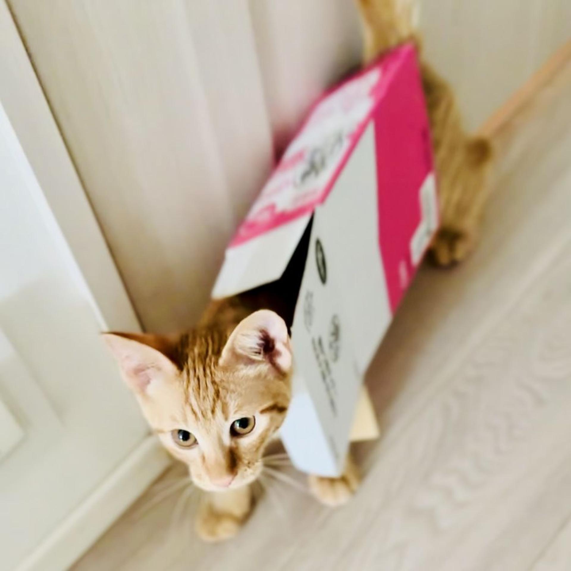pet-image-2