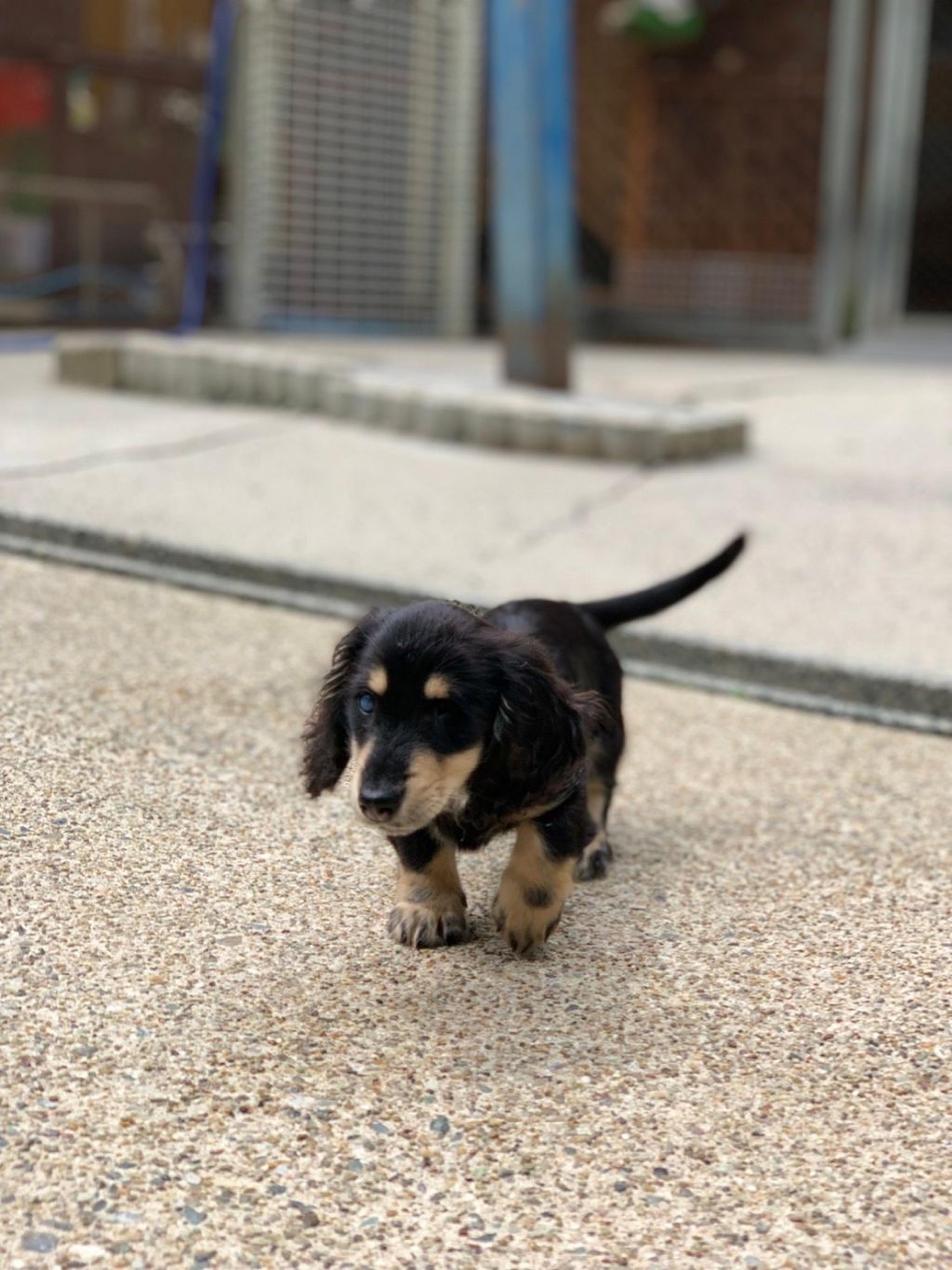 pet-image-4