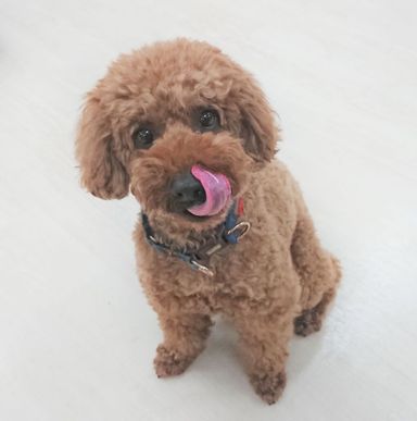 チャチャ