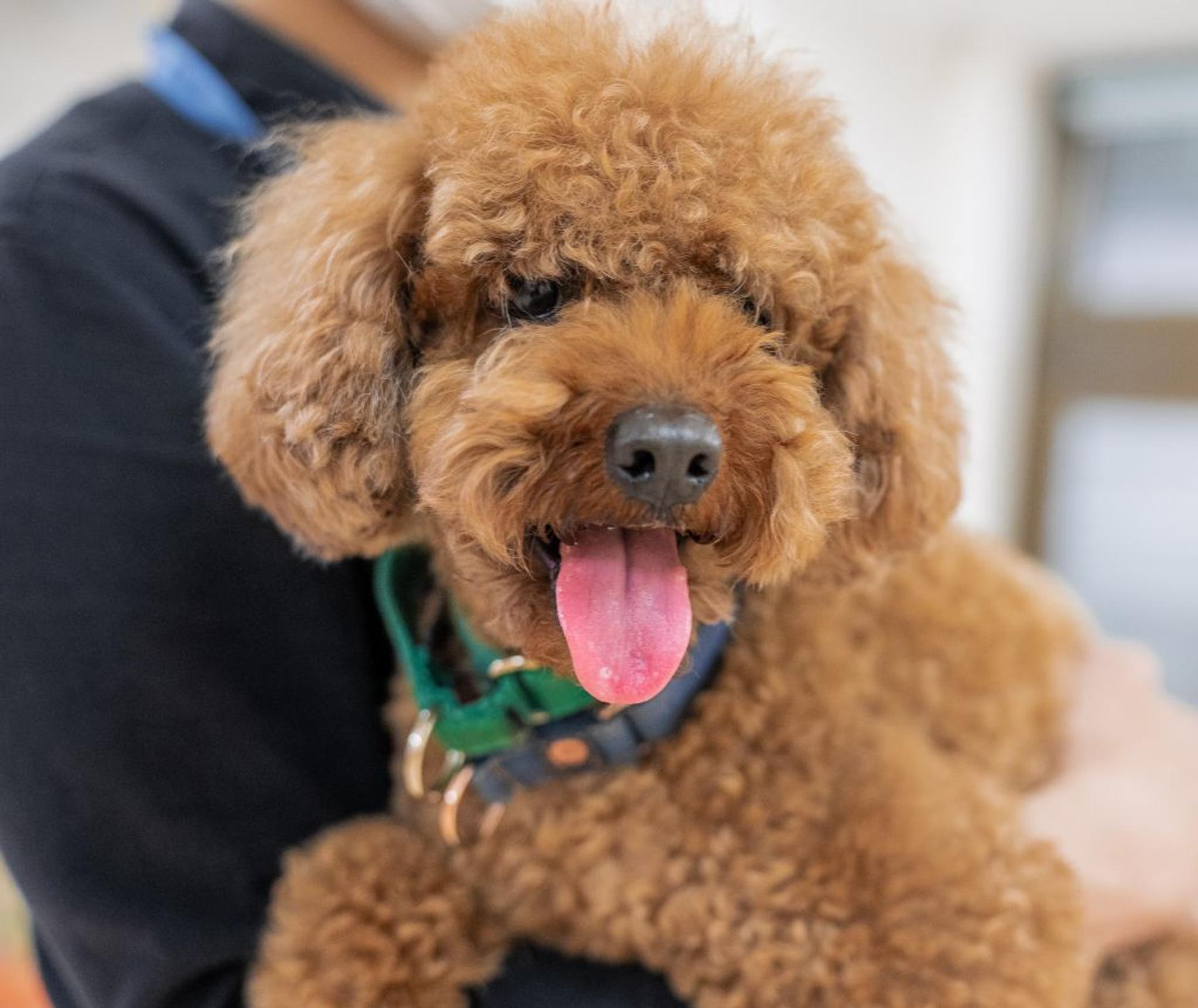 pet-image-3