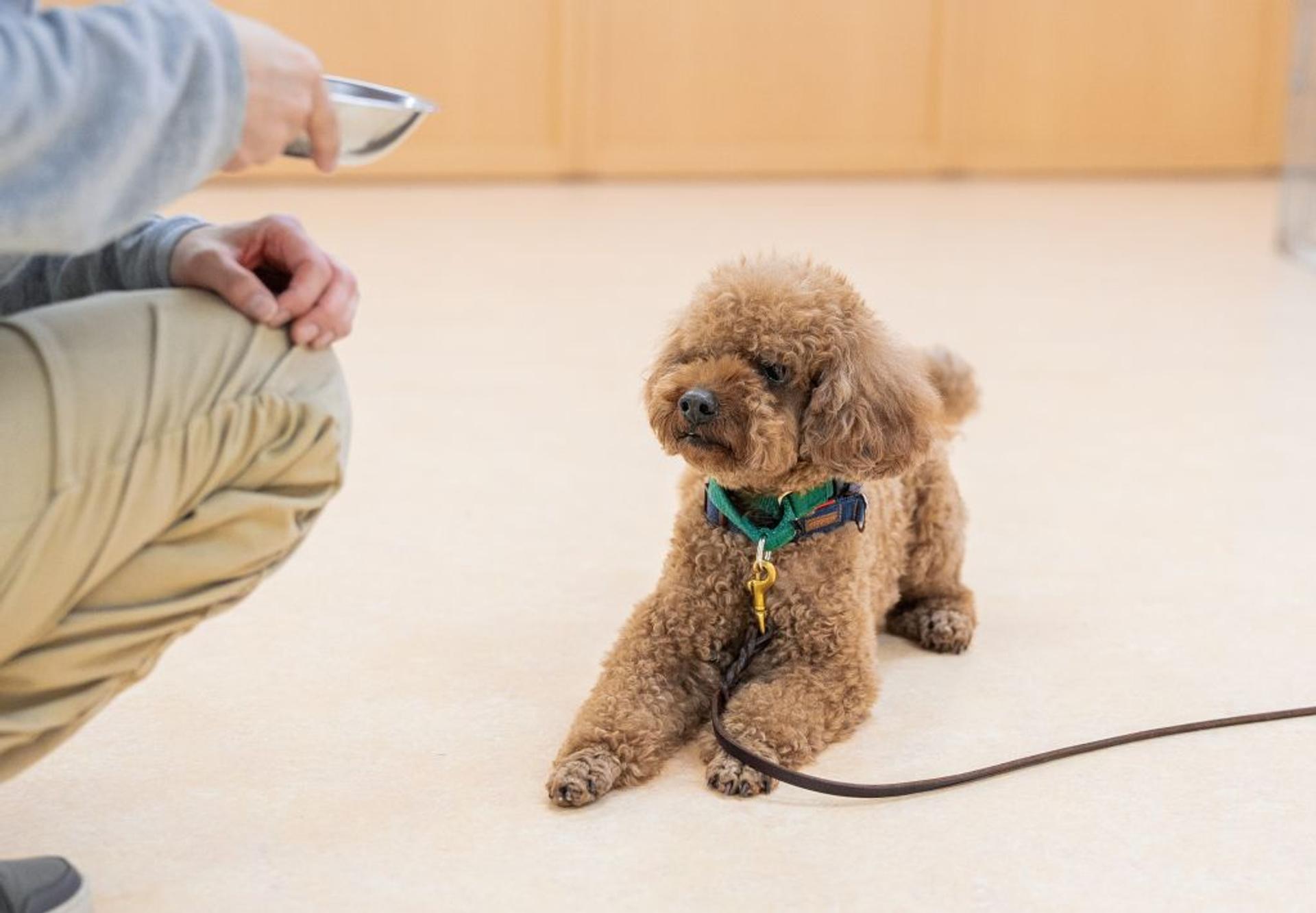 pet-image-4