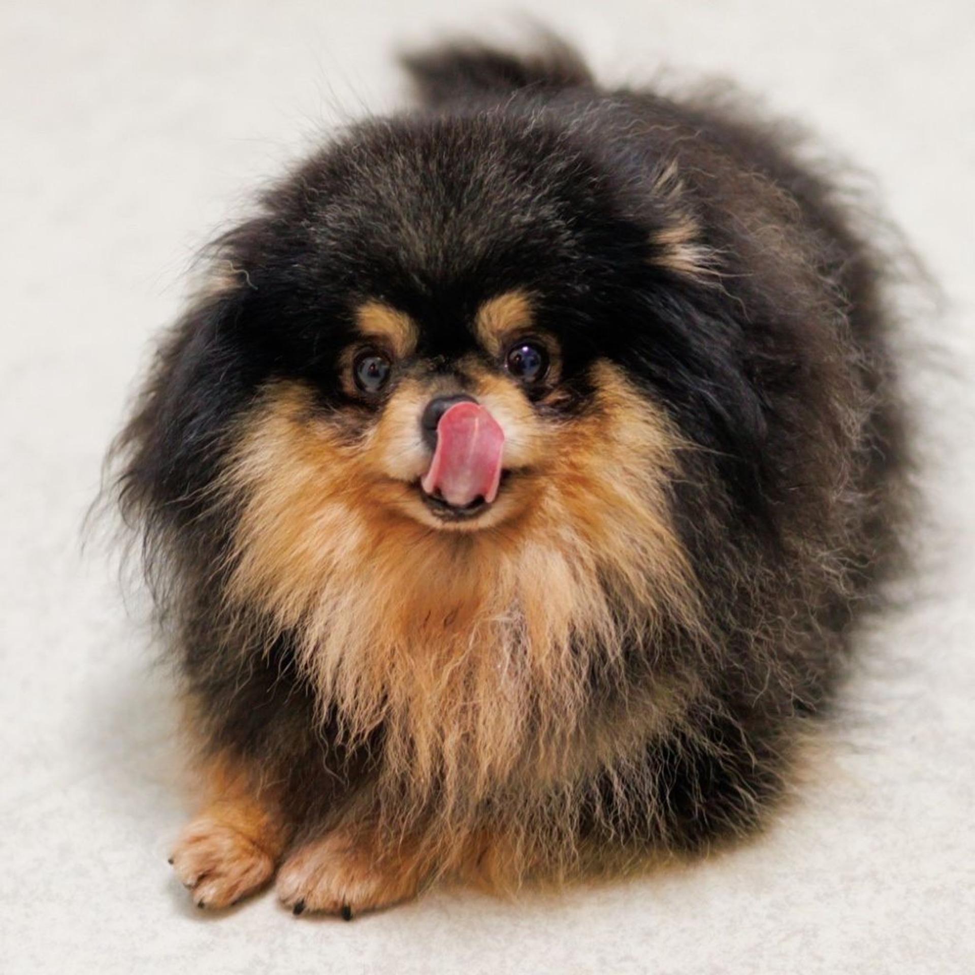 pet-image-4