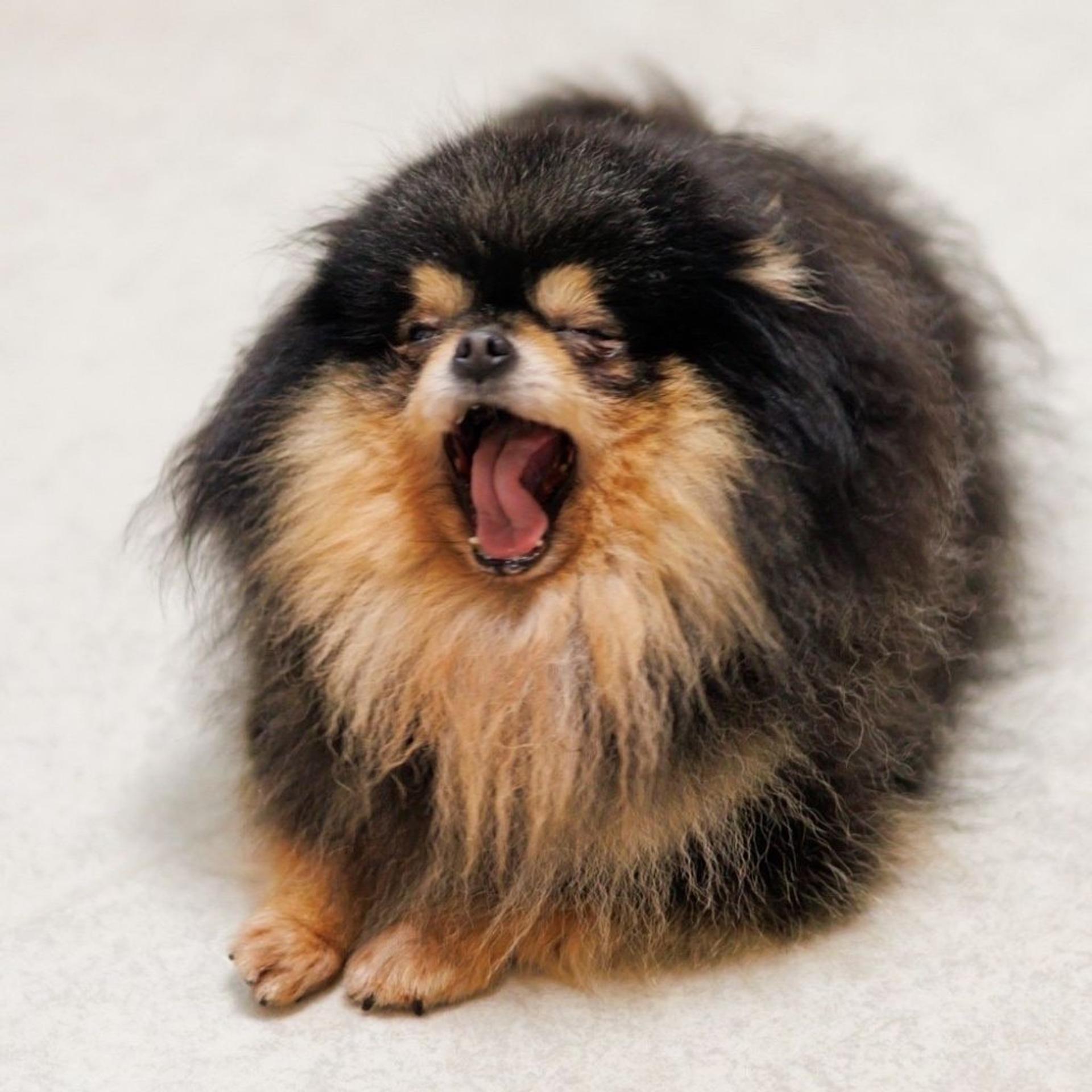 pet-image-5