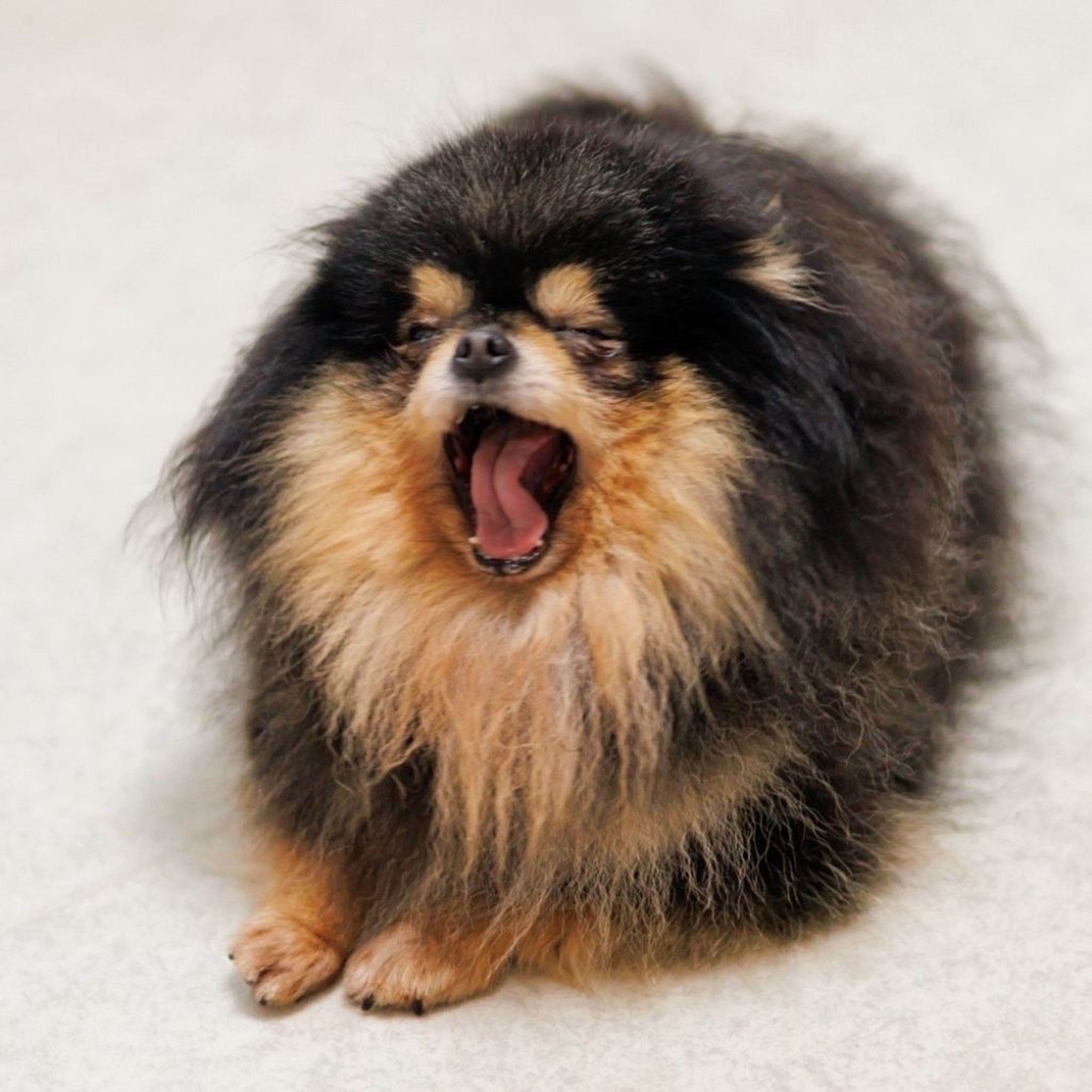 pet-image-5
