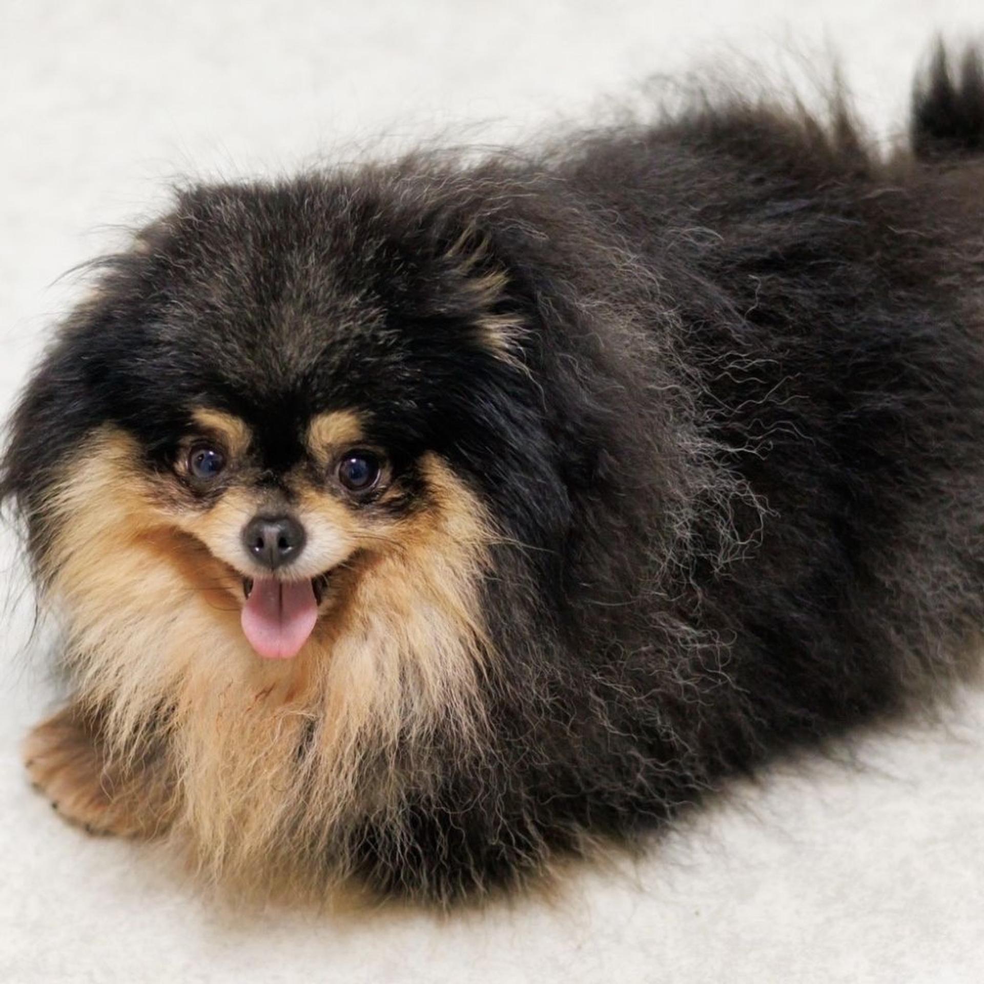 pet-image-2