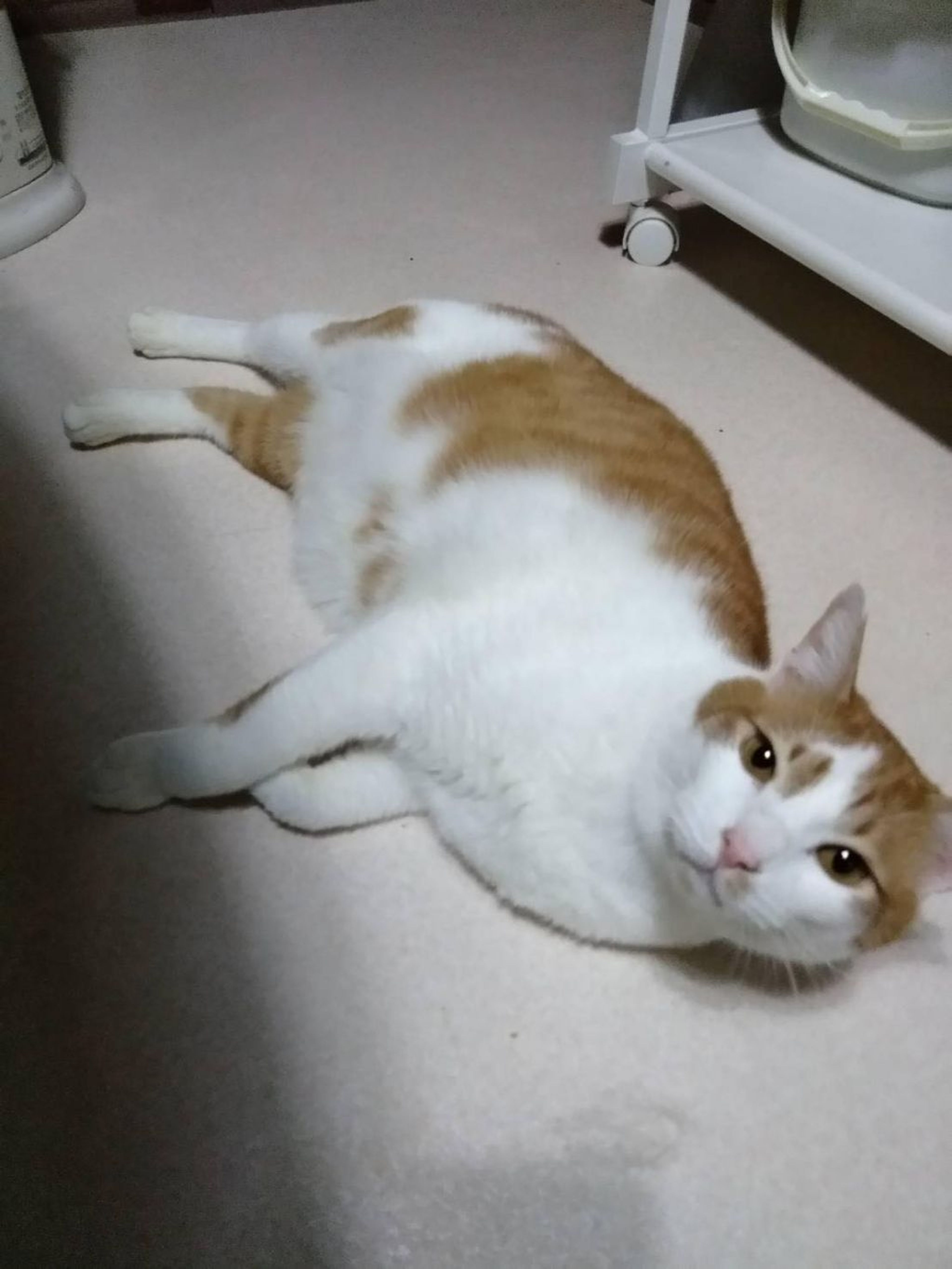雑種（ミックス猫）・オスの里親募集の写真