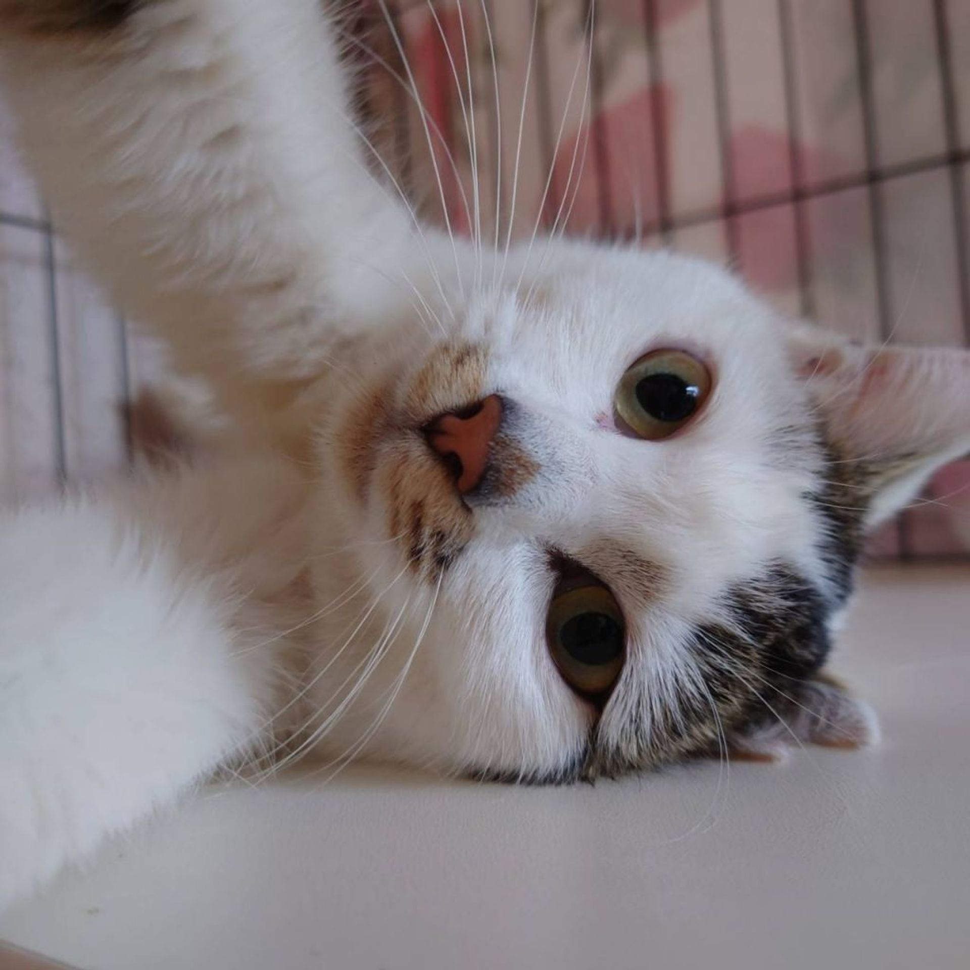 雑種（ミックス猫）・メスの里親募集の写真