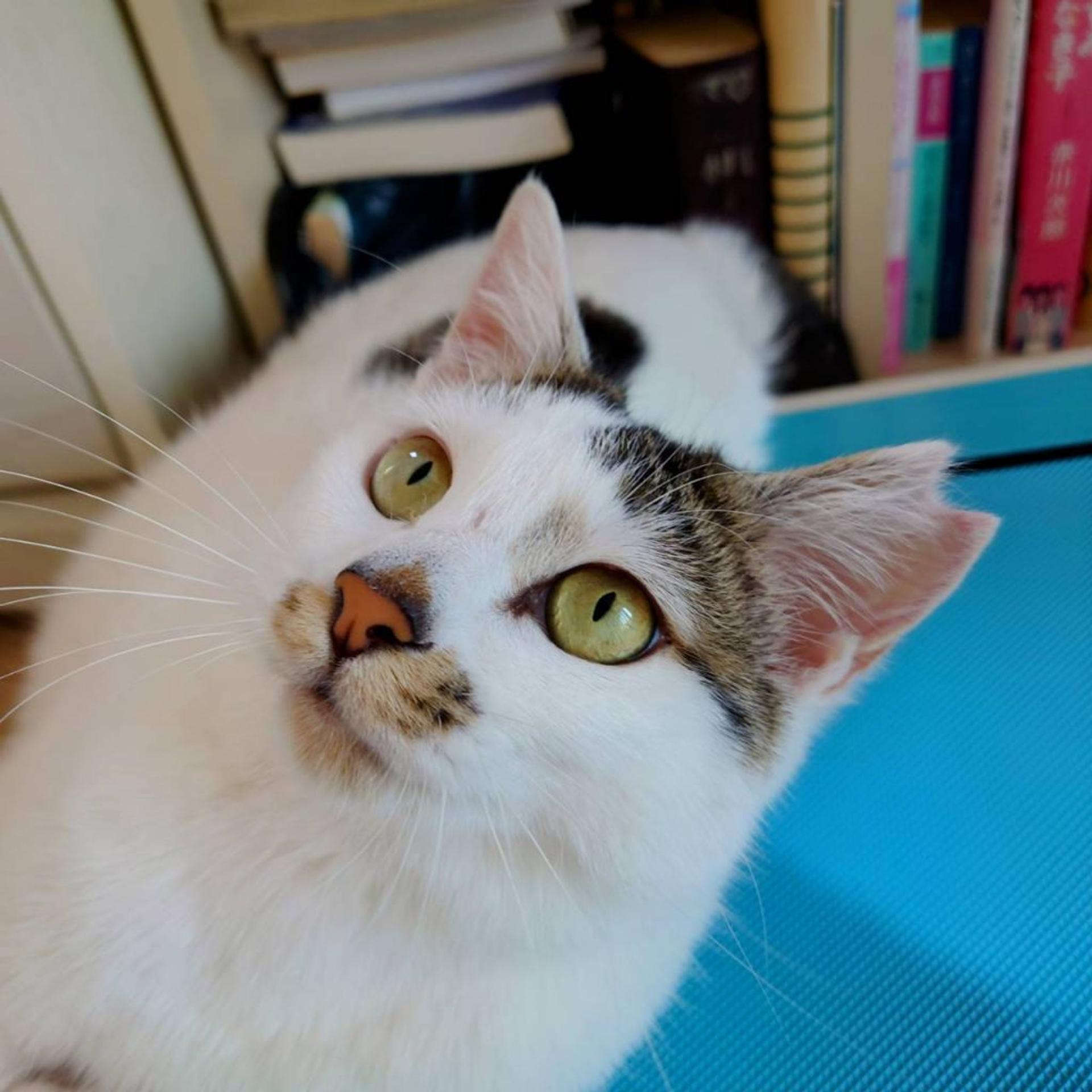 pet-image-2