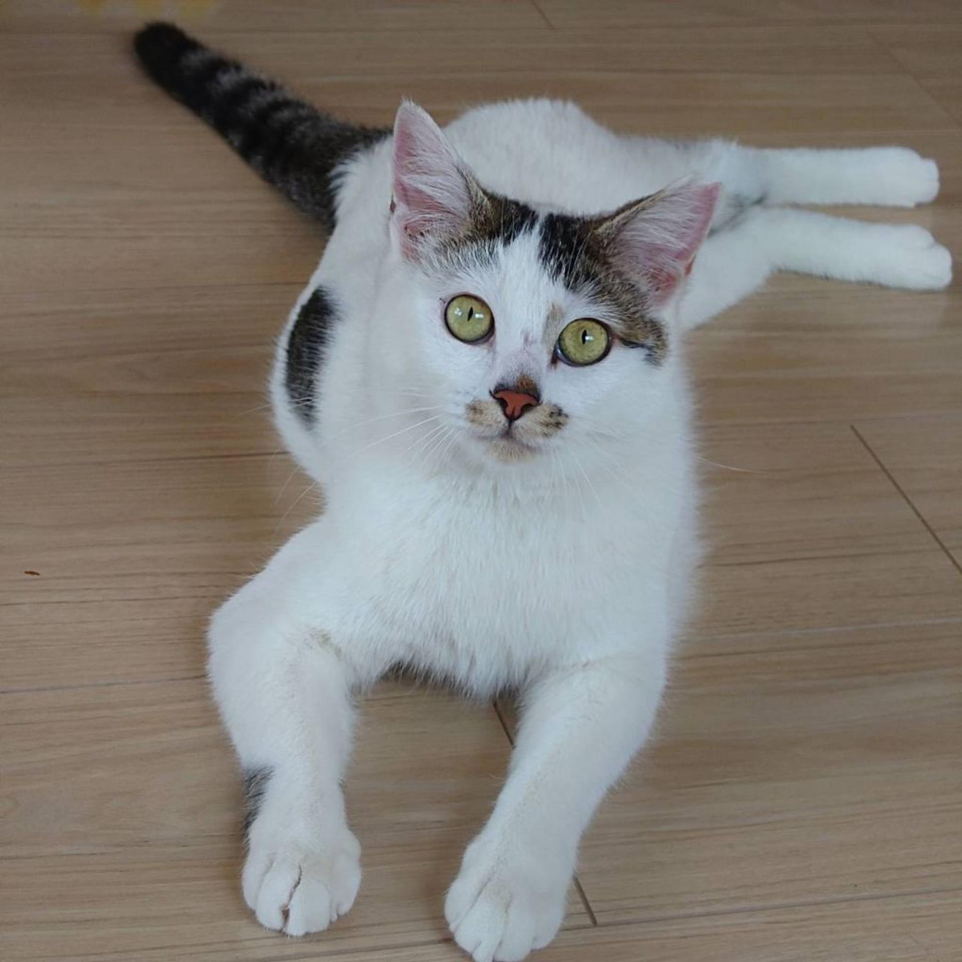 pet-image-3