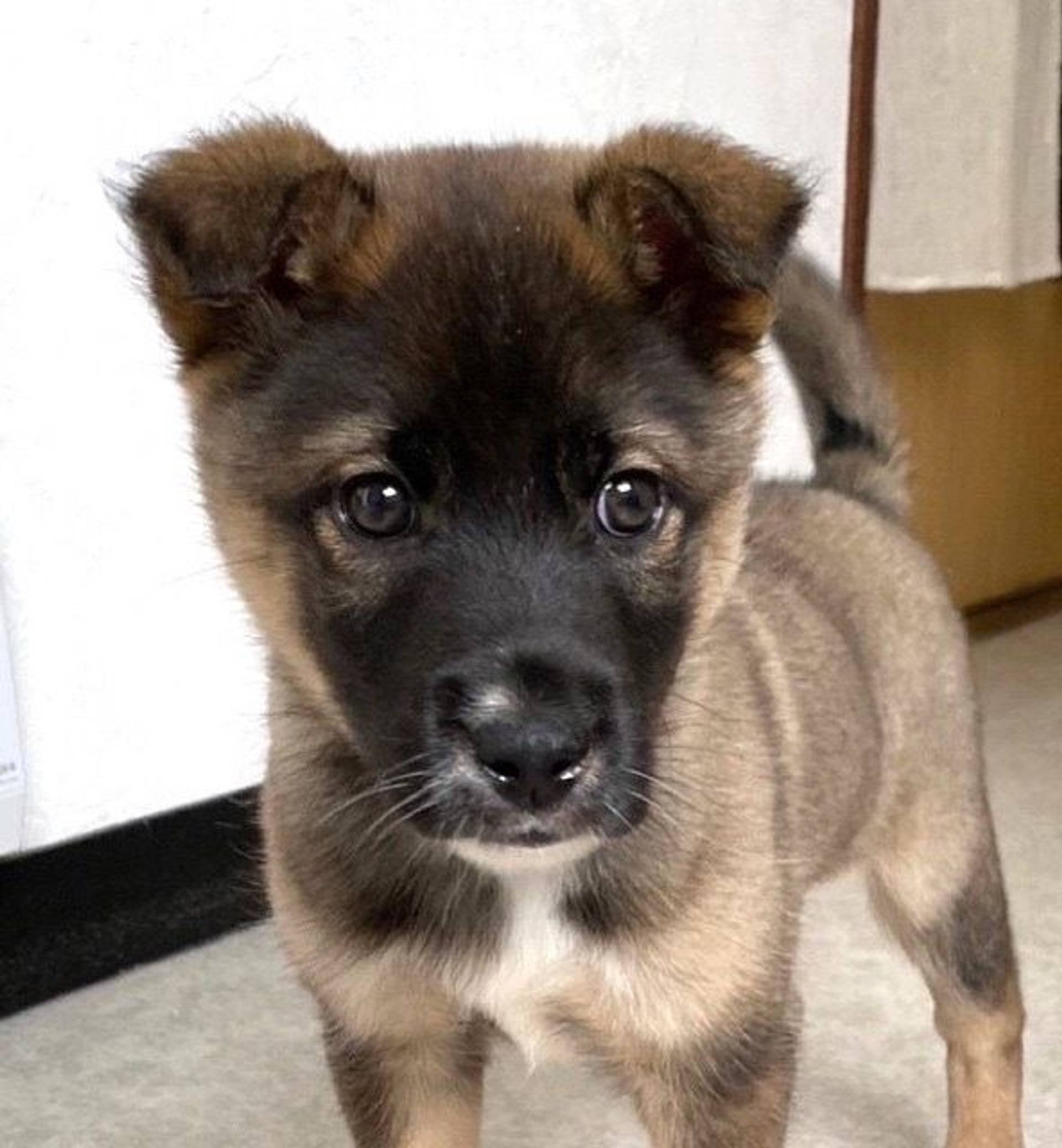 雑種（ミックス犬）・オスの里親募集の写真