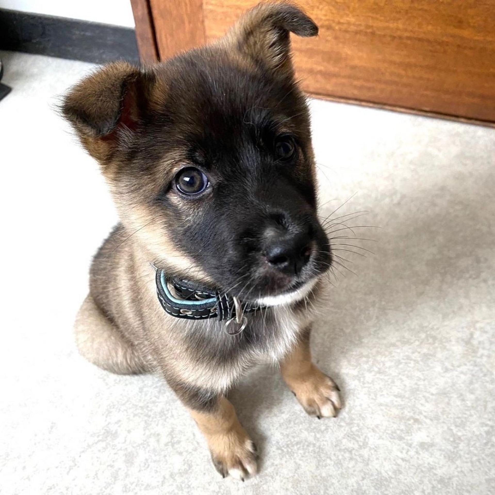 pet-image-4