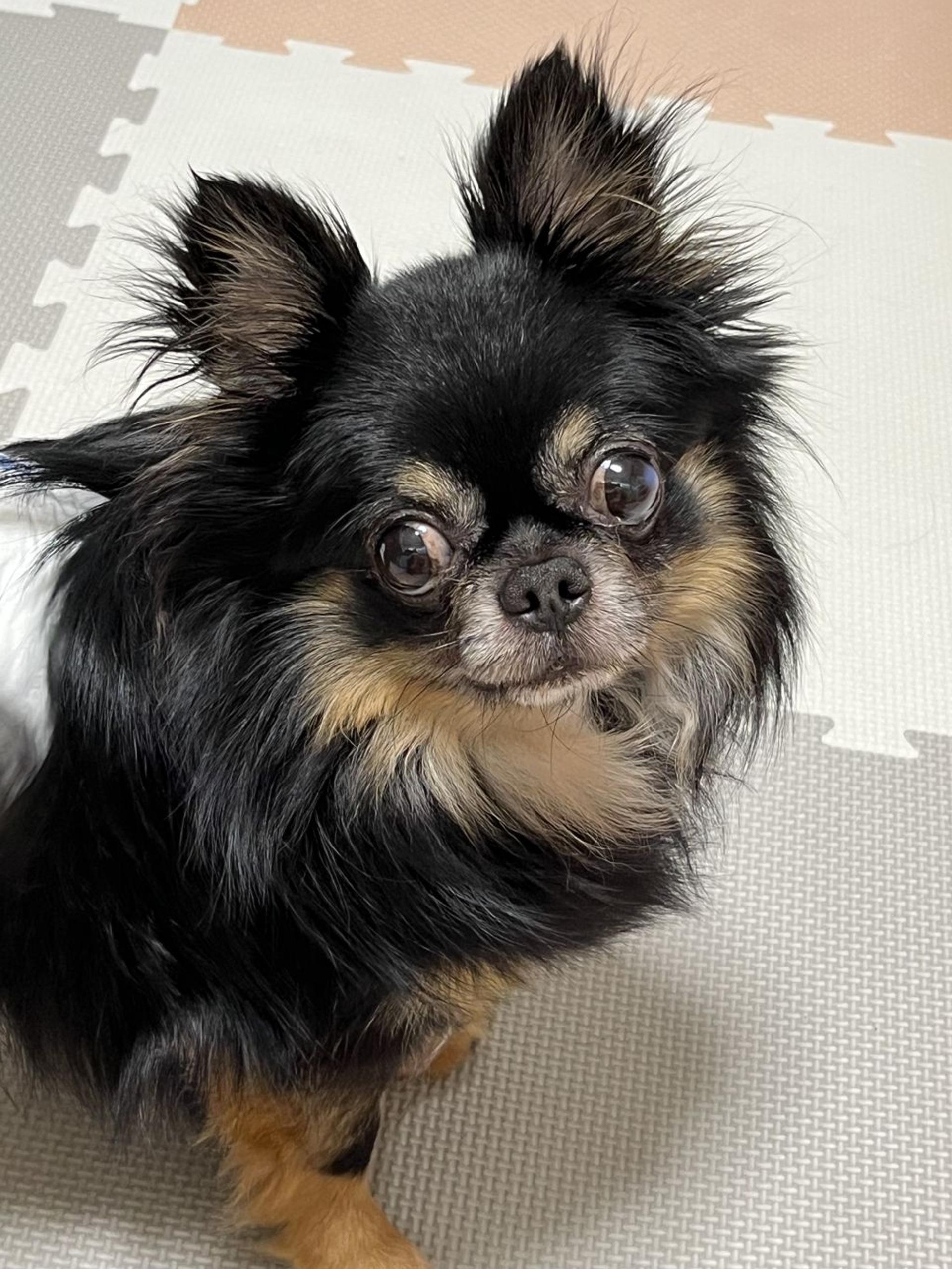 pet-image-2