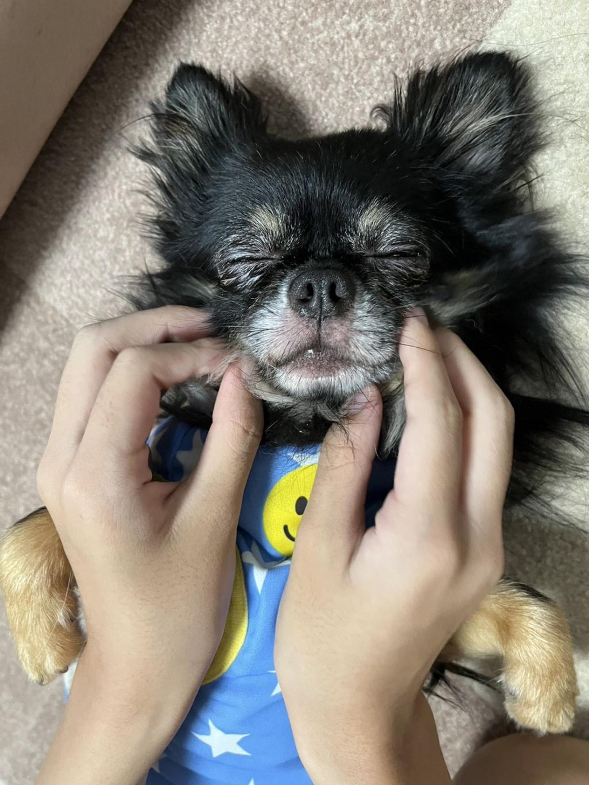 pet-image-8