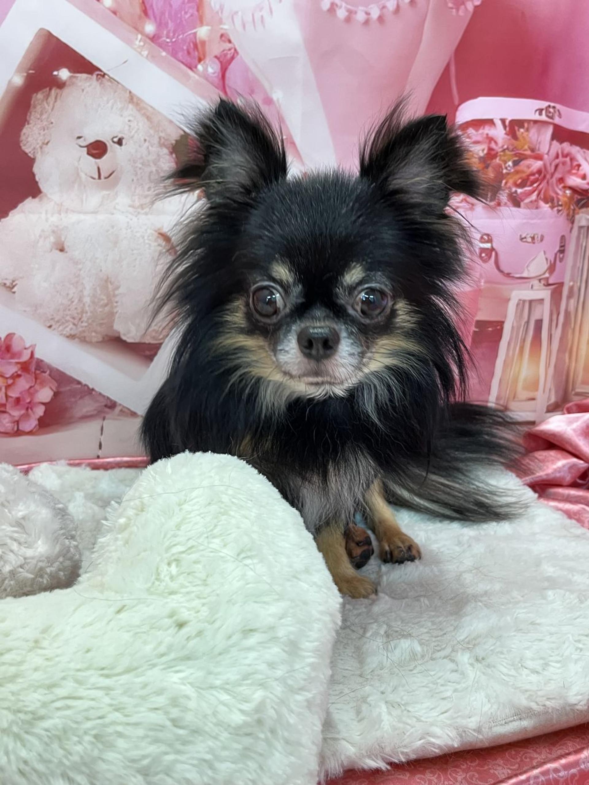 pet-image-4