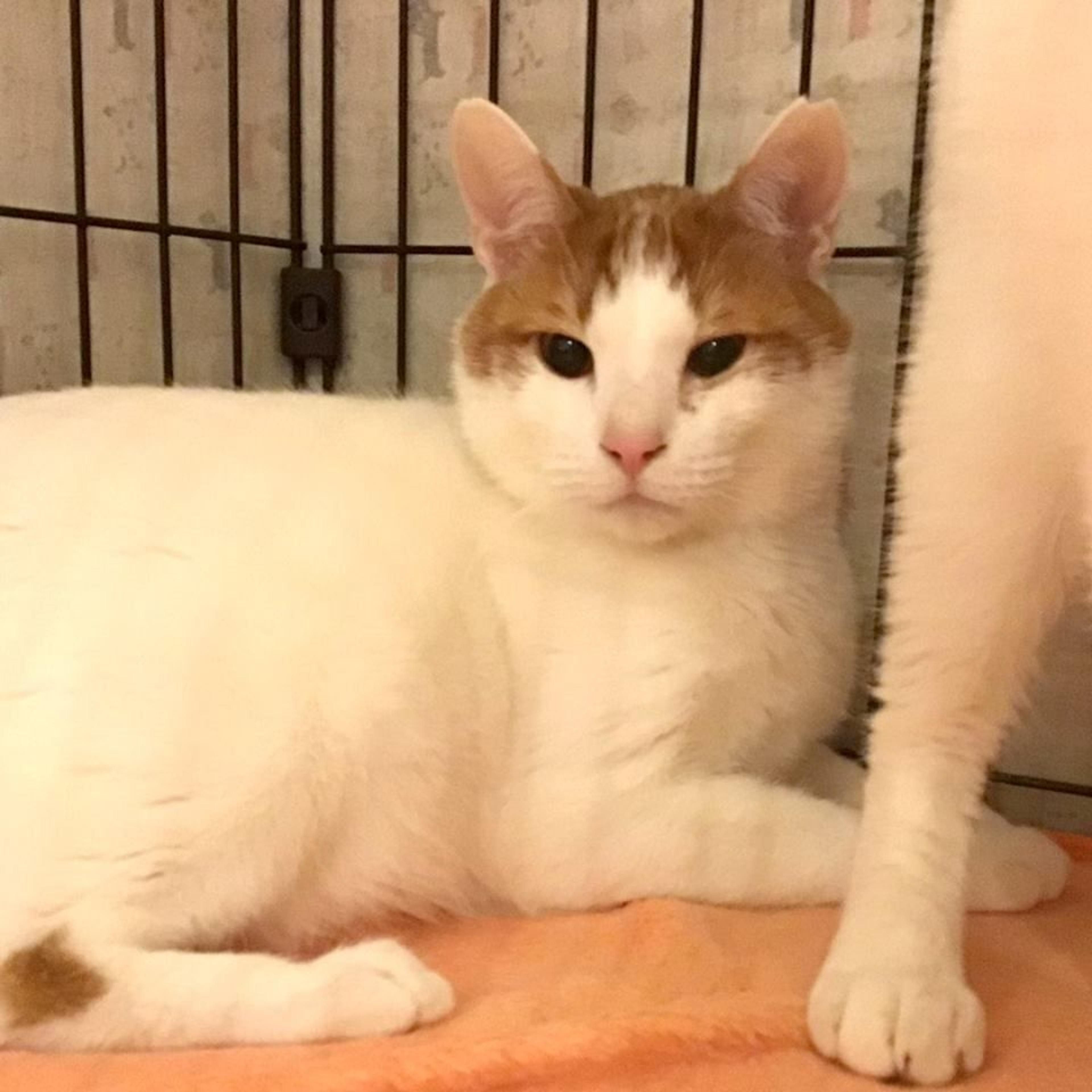 pet-image-2