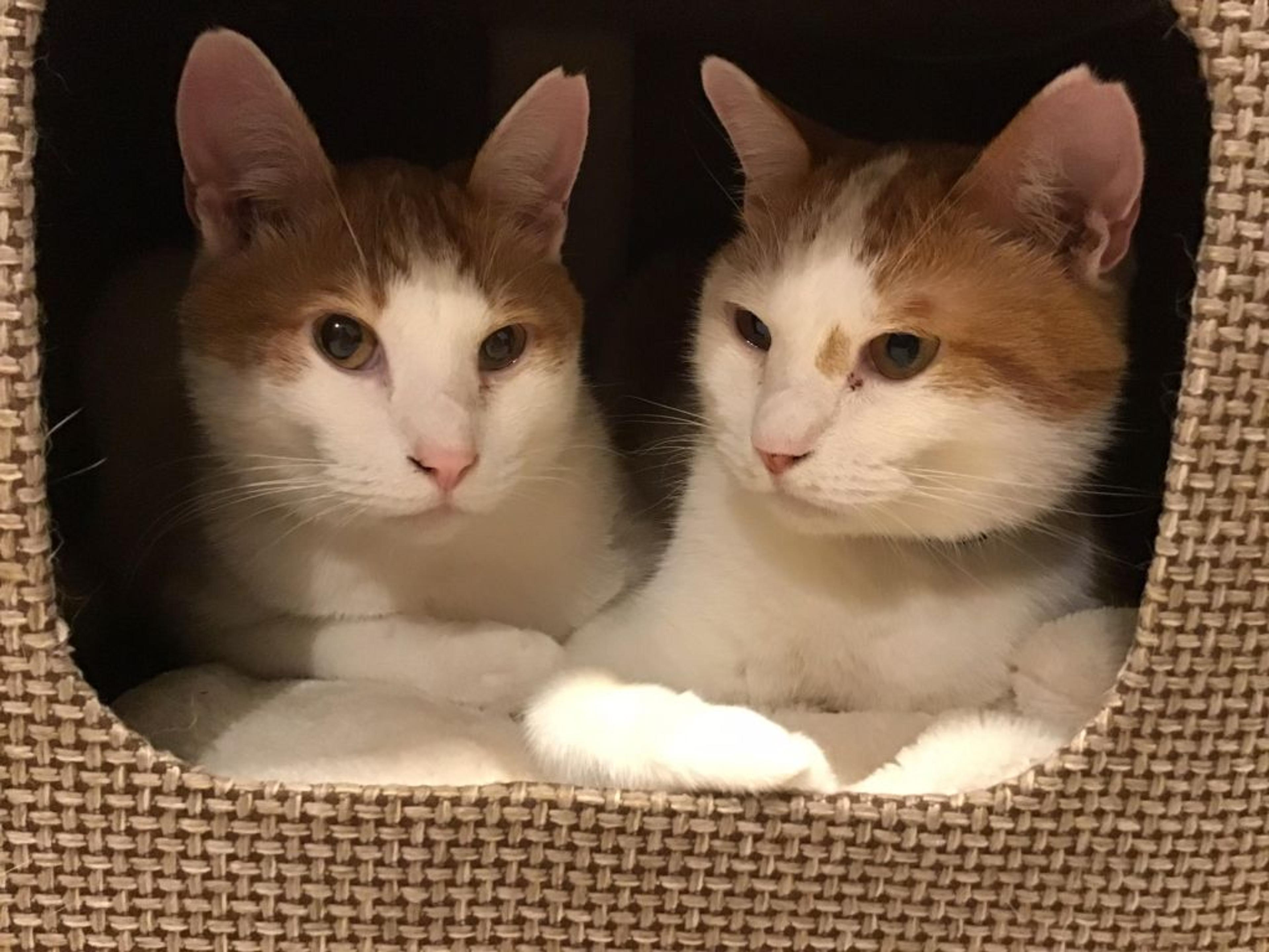pet-image-5