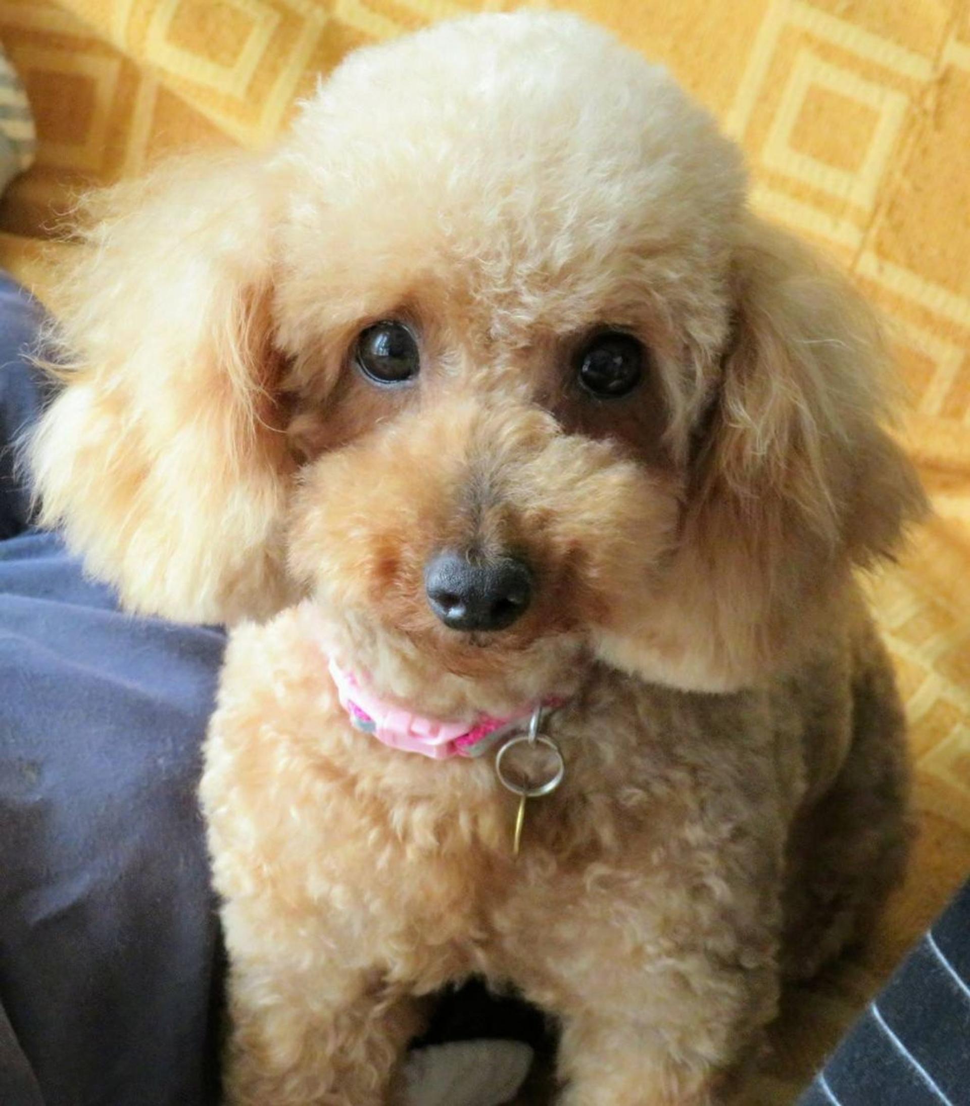 pet-image-2