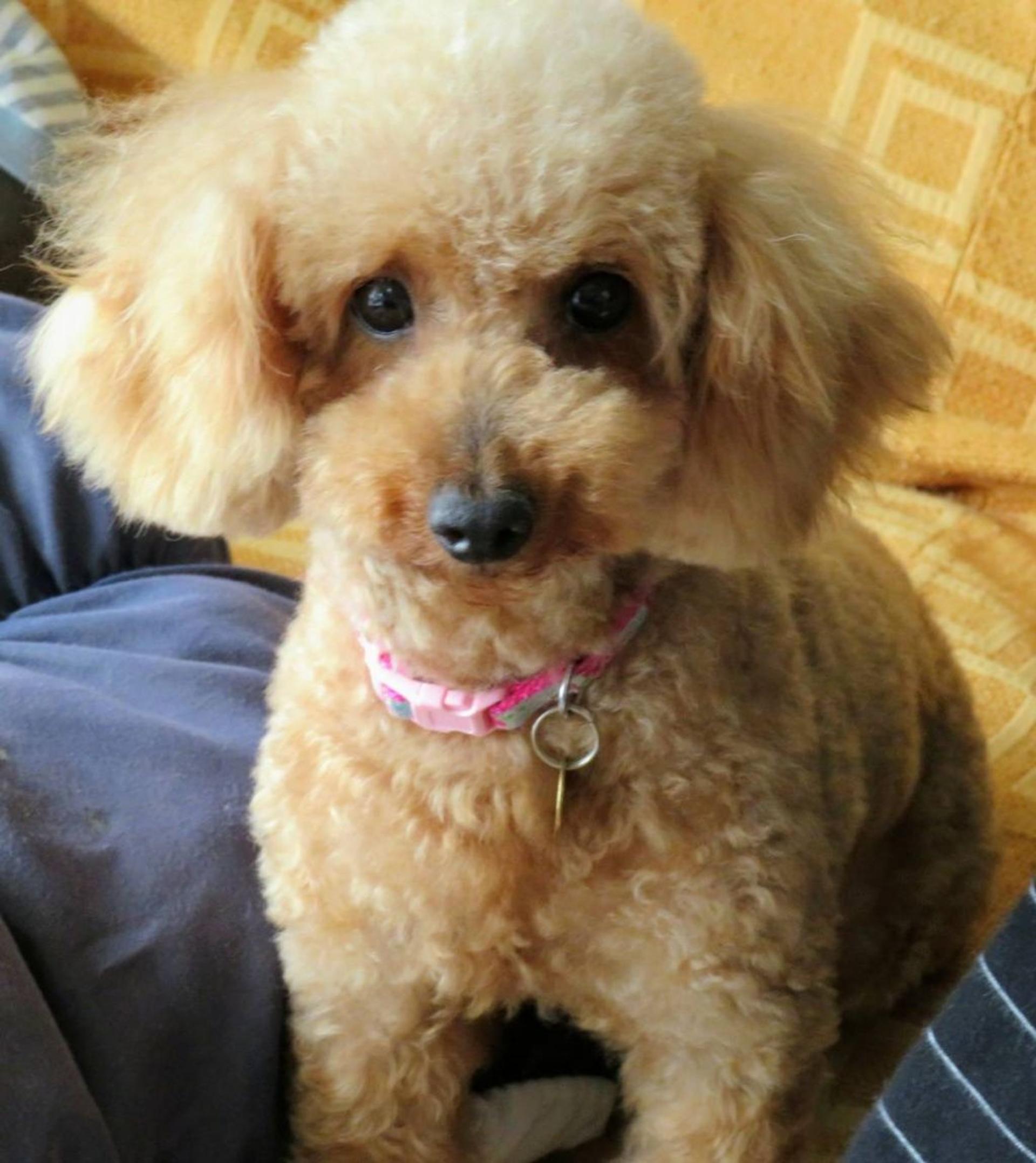pet-image-3