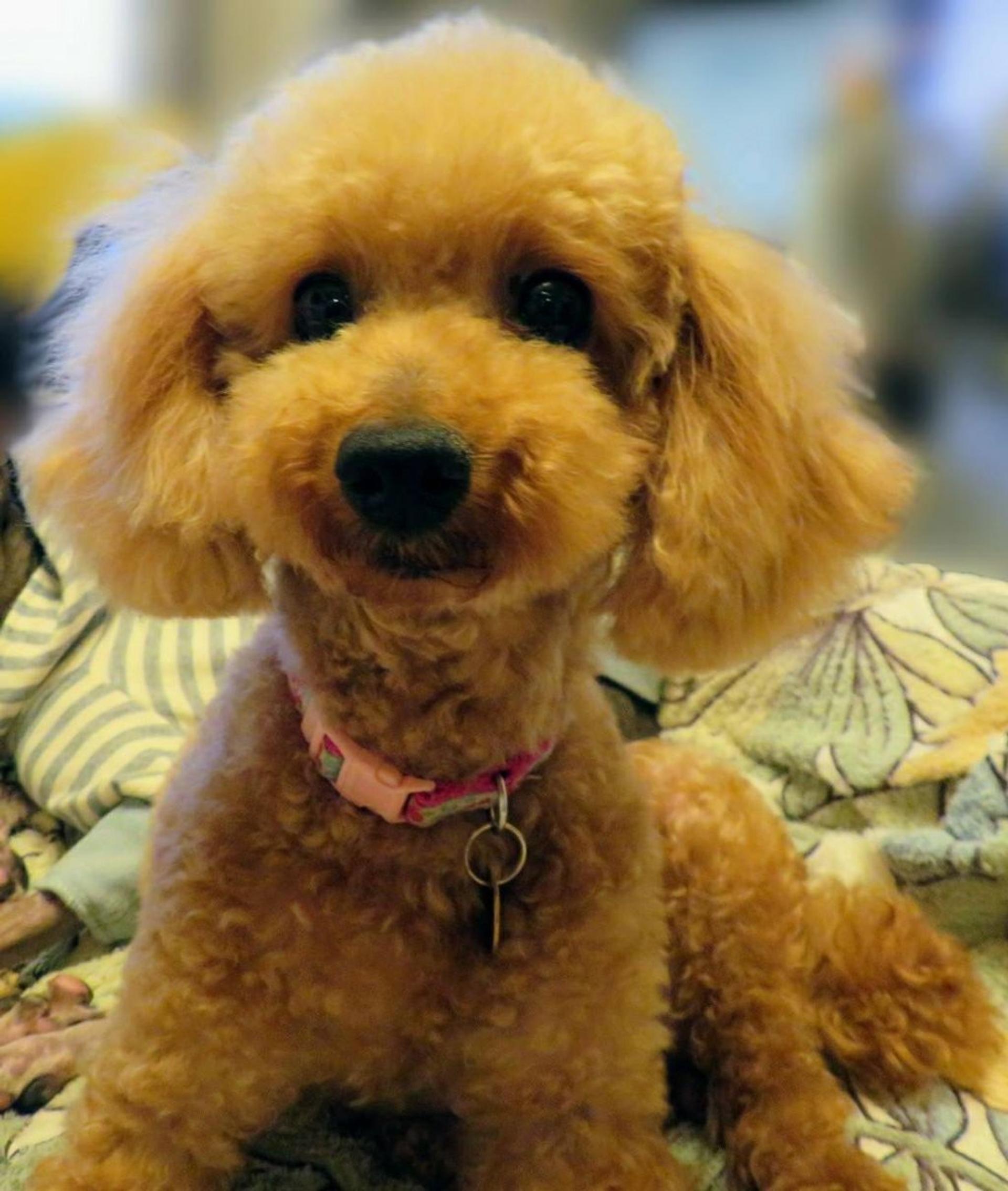 pet-image-4