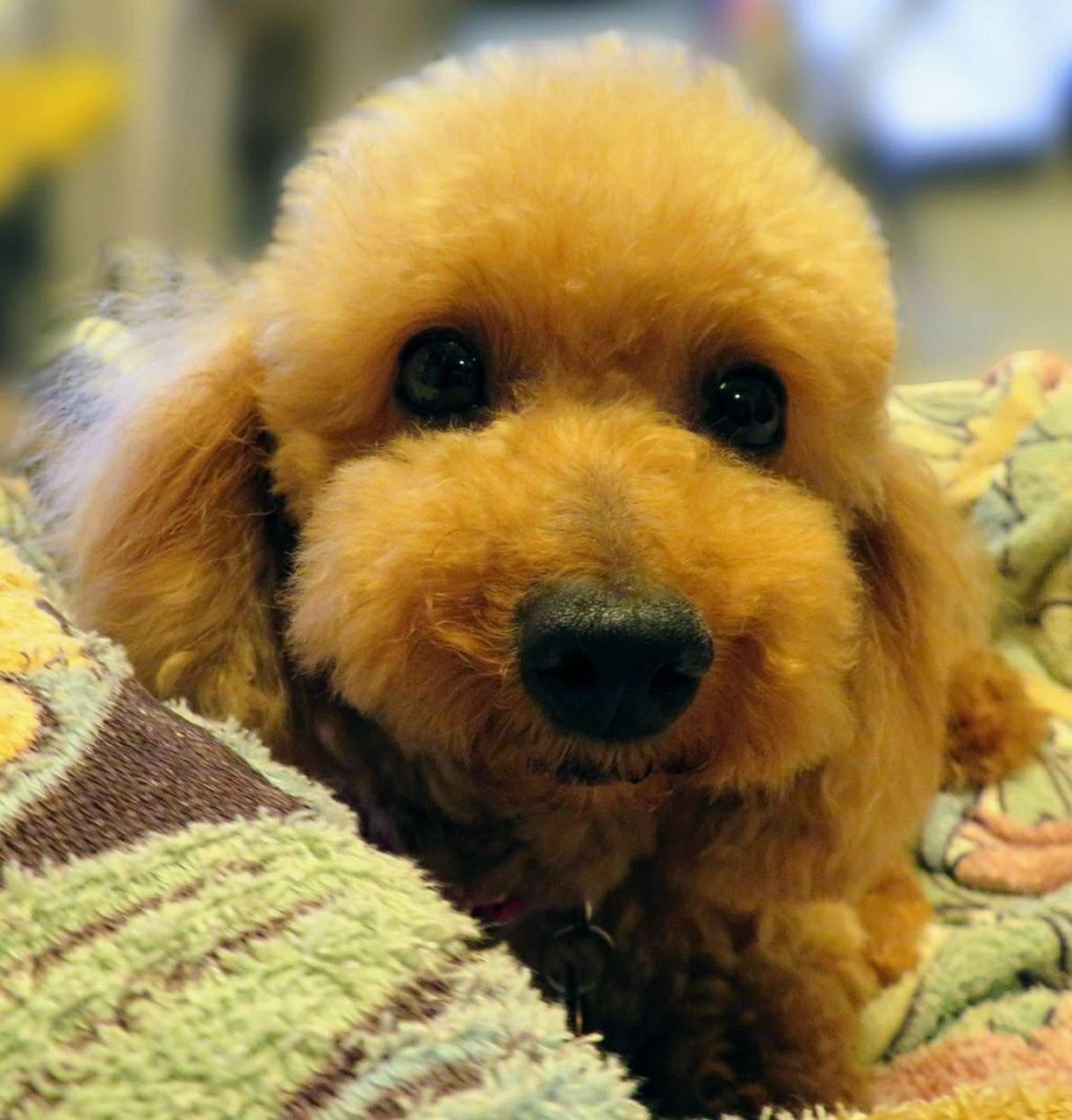 pet-image-5
