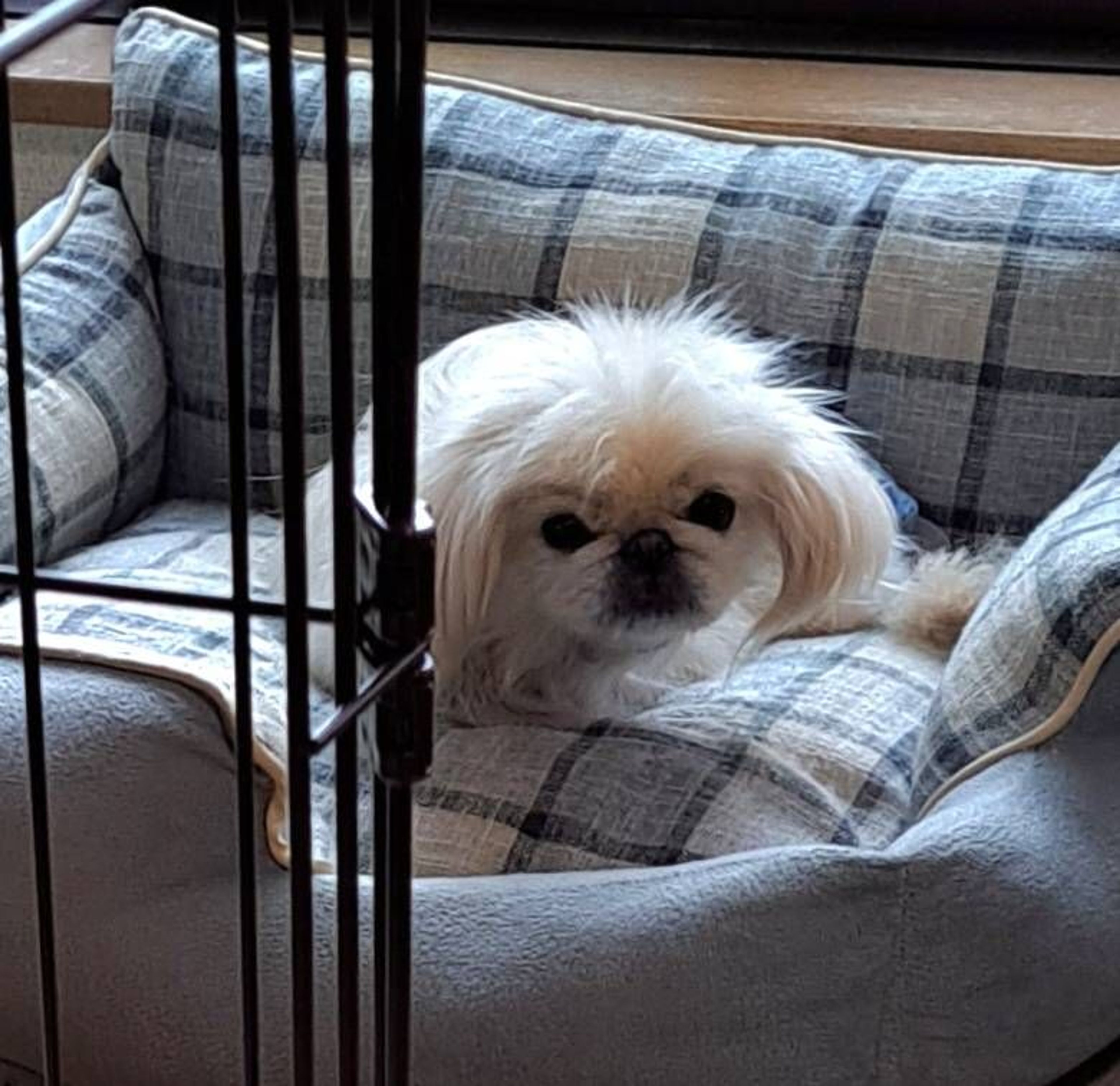 pet-image-2