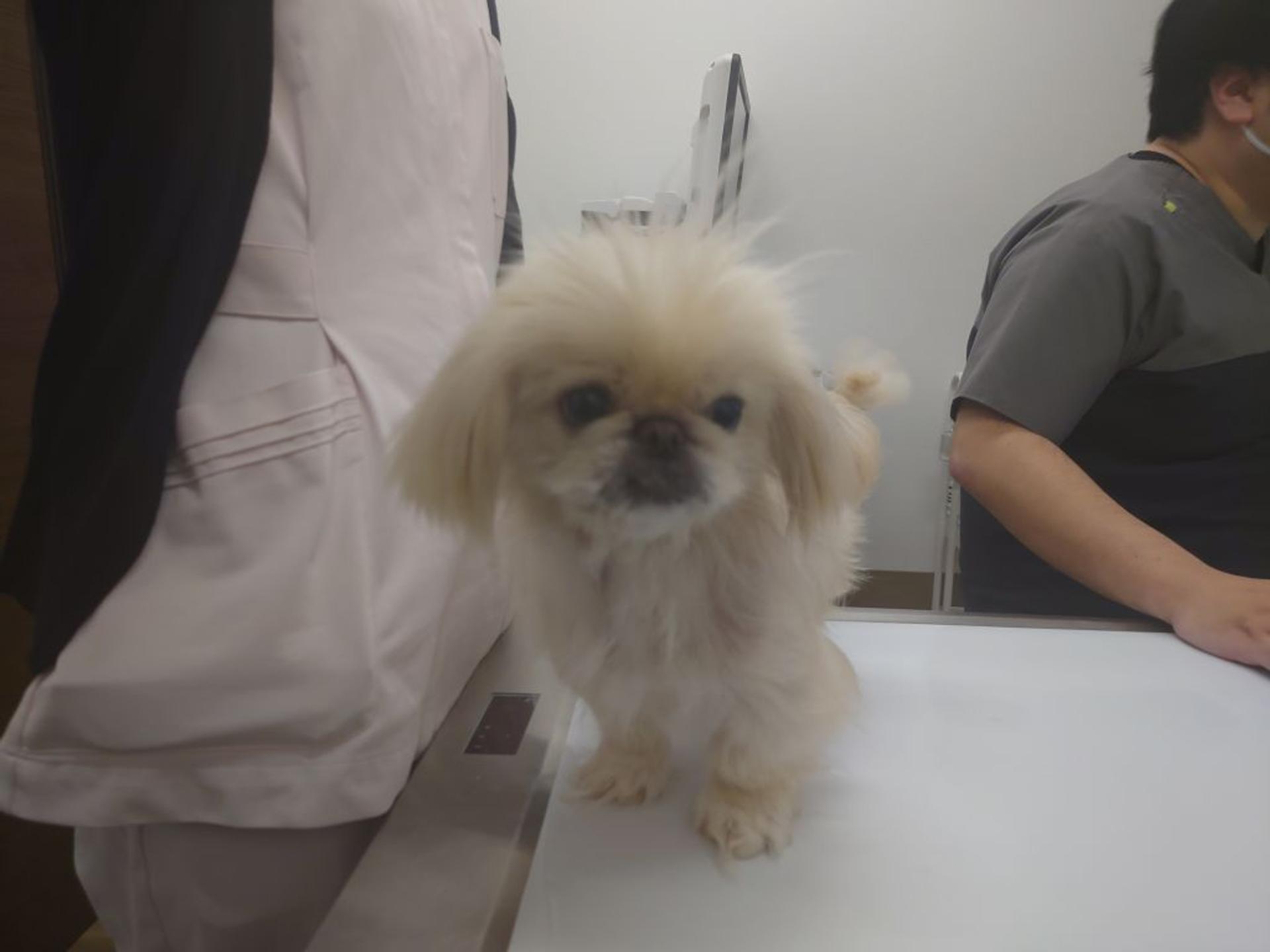 pet-image-5