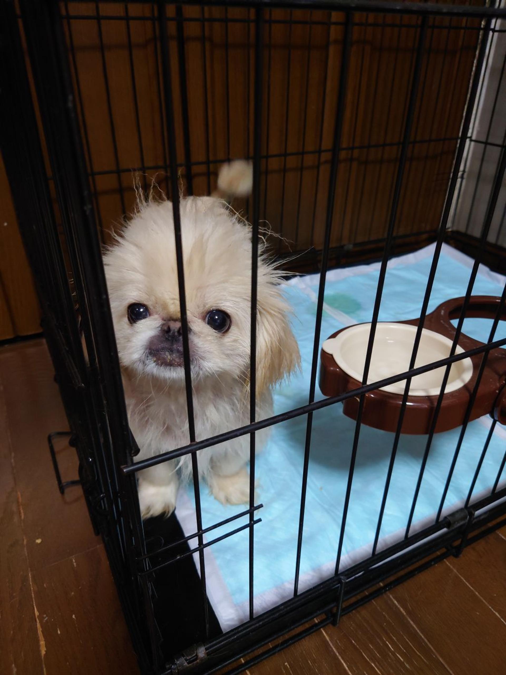 pet-image-6