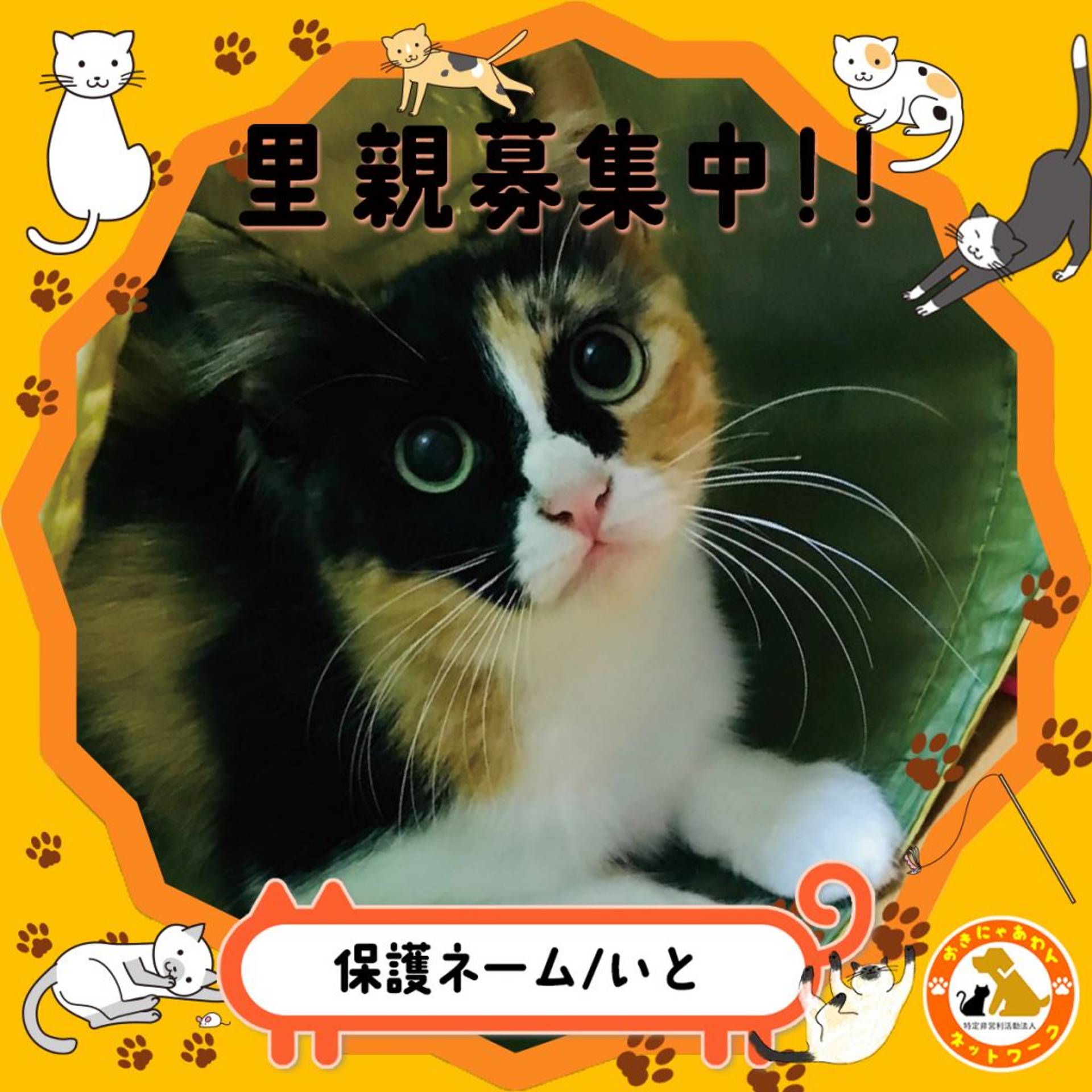 雑種（ミックス猫）・メスの里親募集の写真